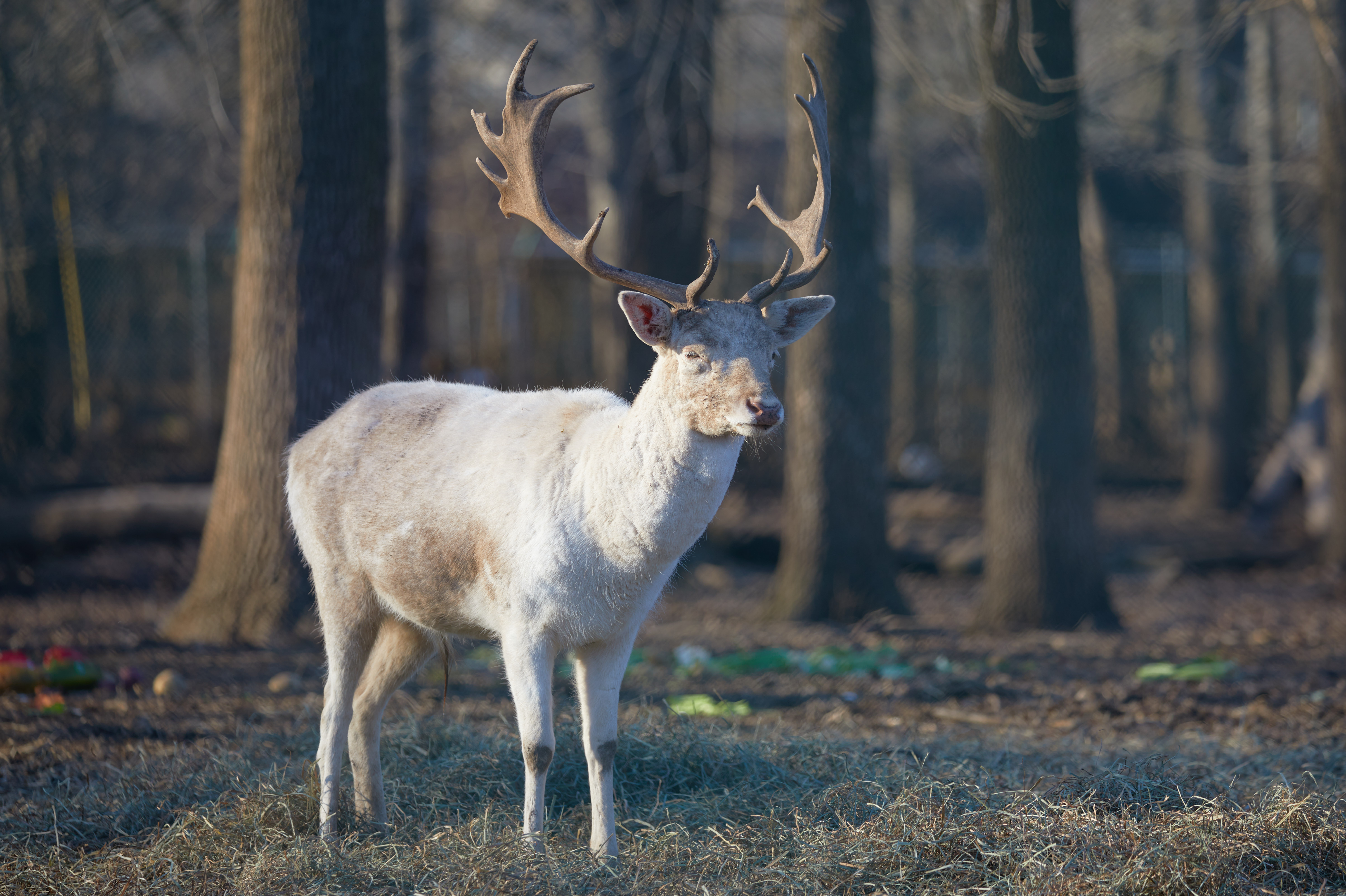 White deer standing in zoo.