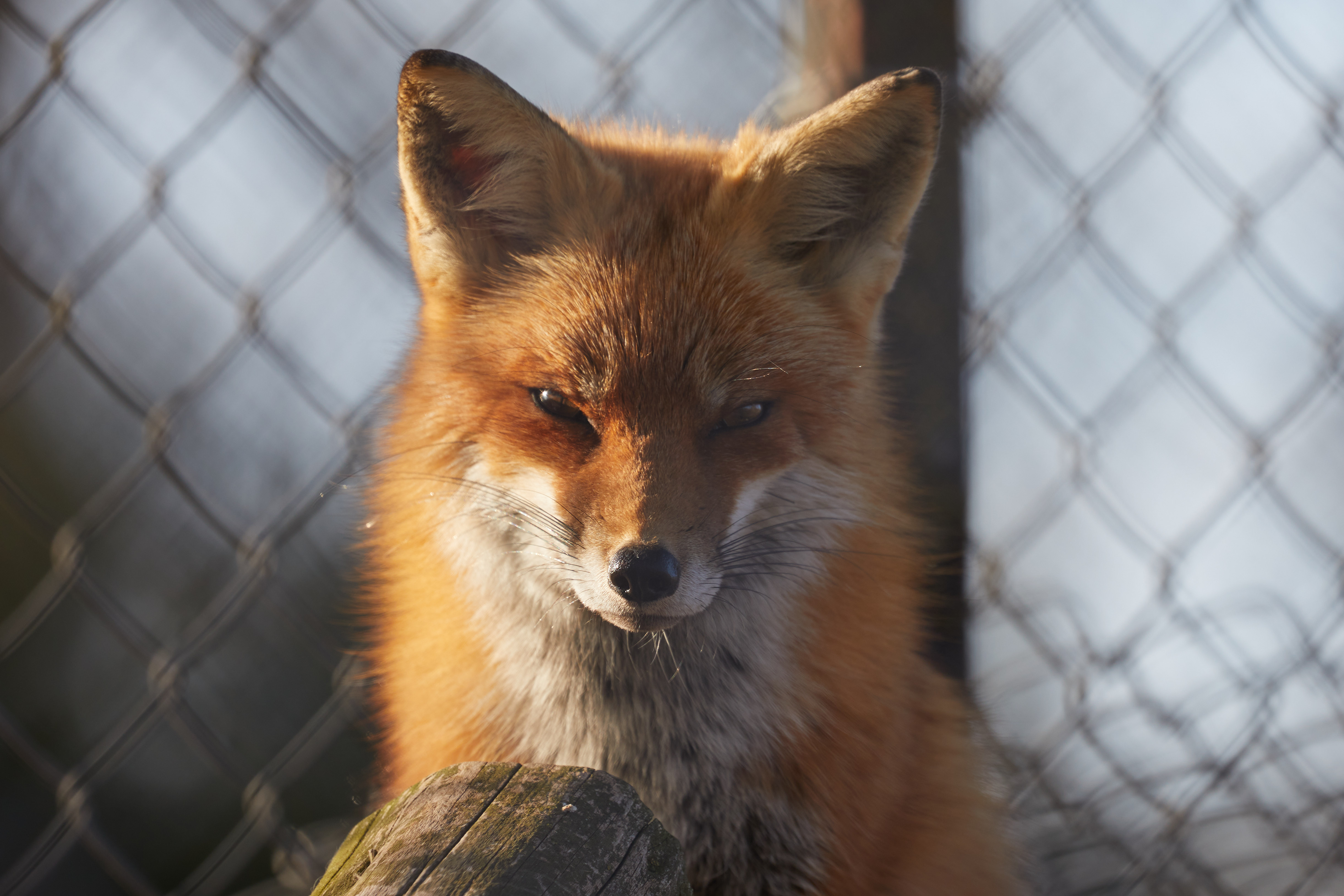 Red fox in enclosure at zoo.
