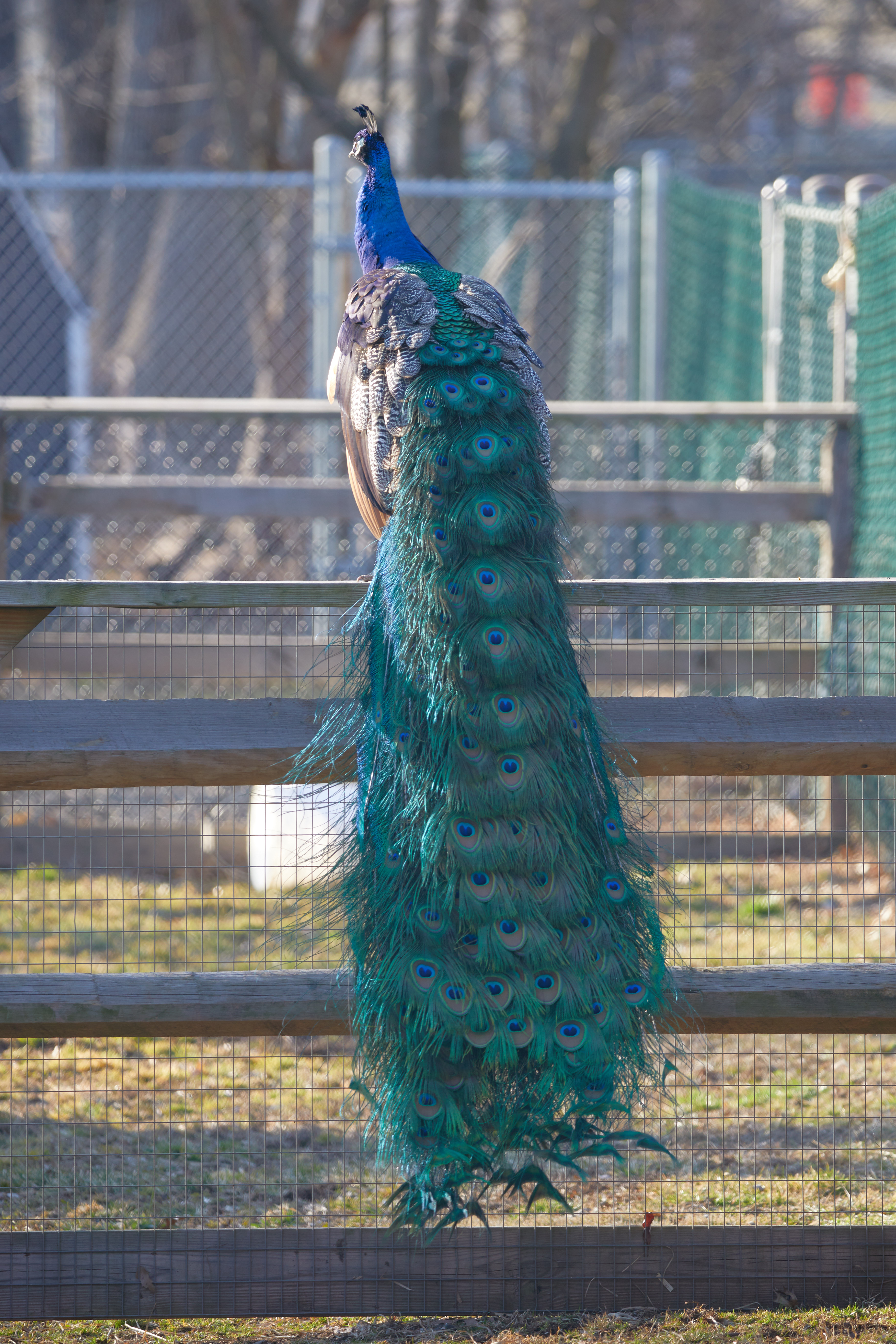 Peacock on fence, with plumage extended.