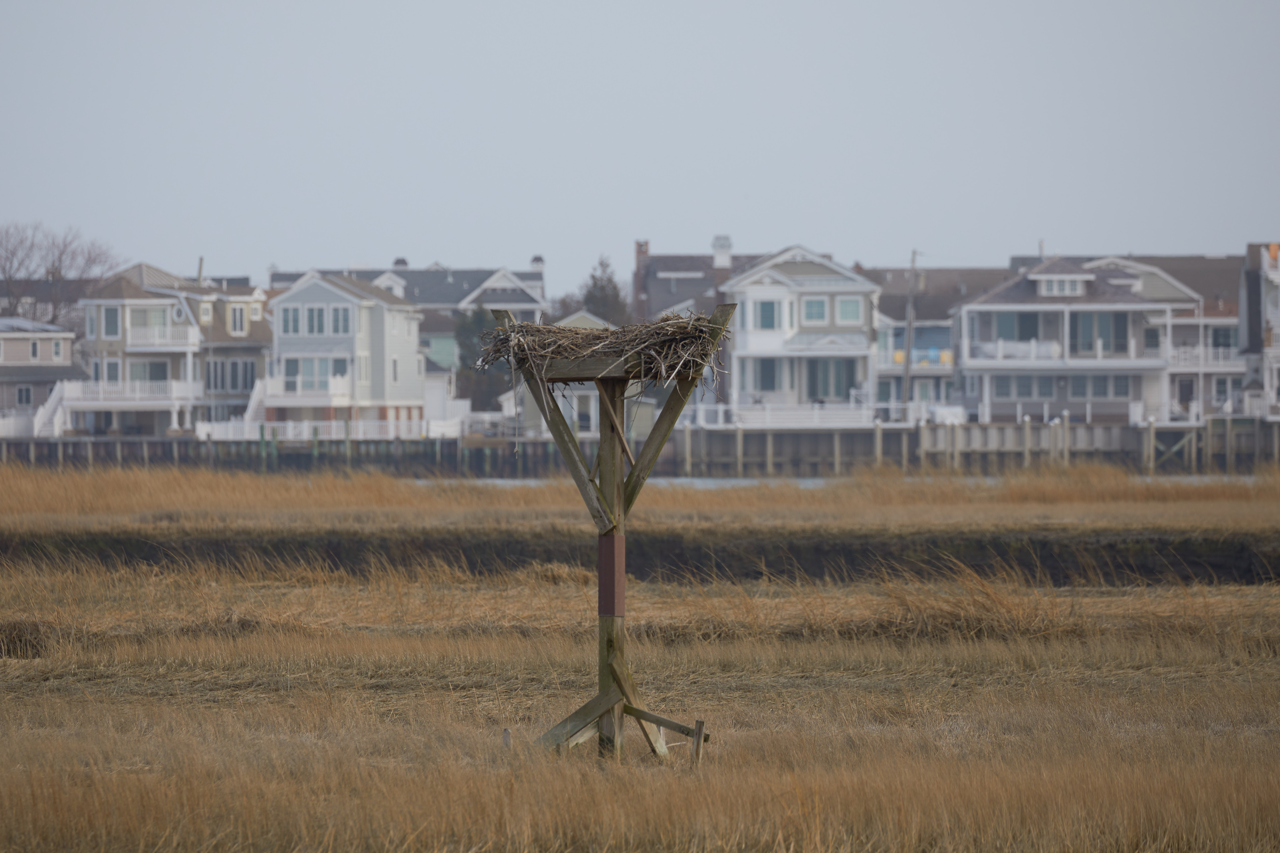 Empty osprey nest.