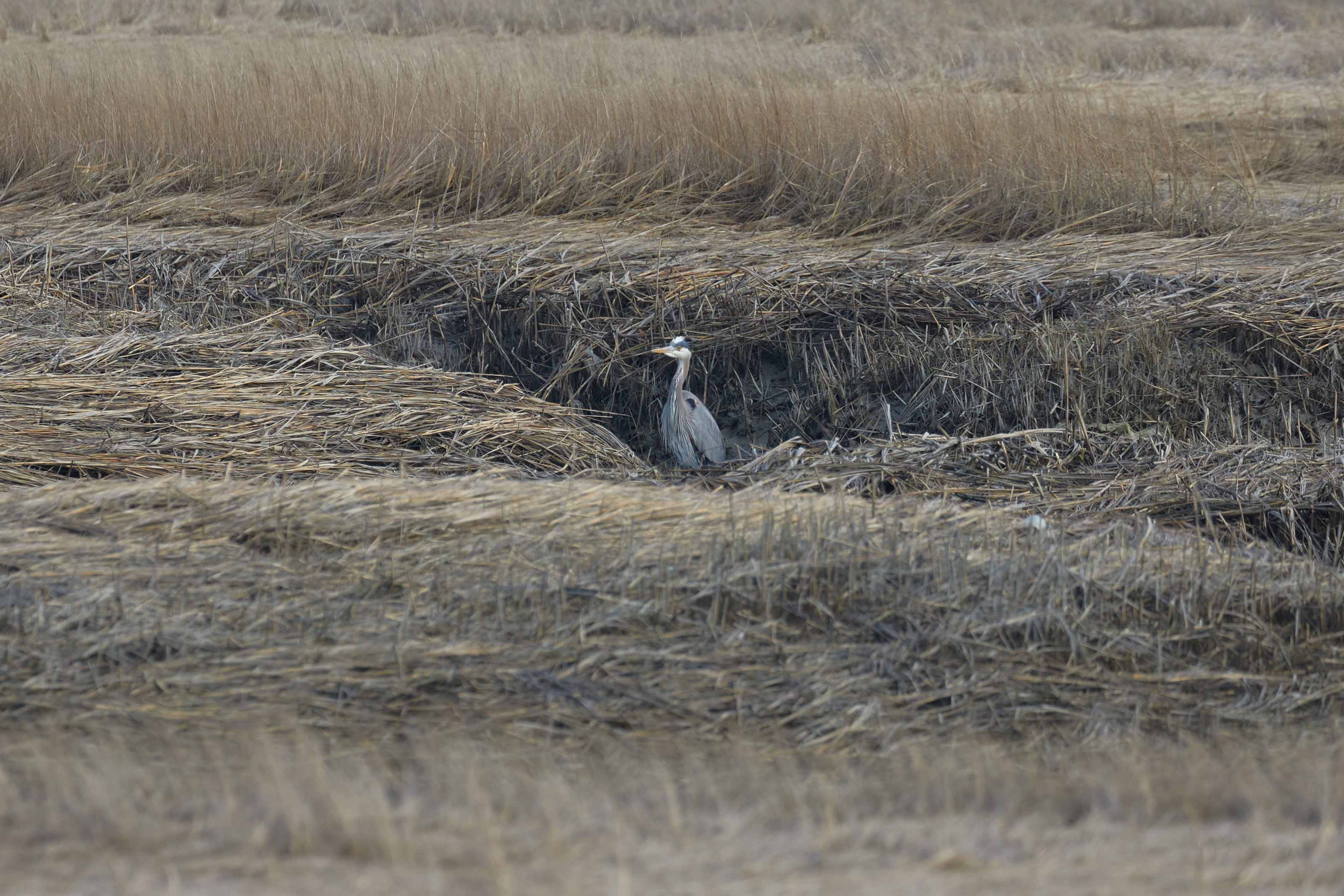 Heron in wetlands.