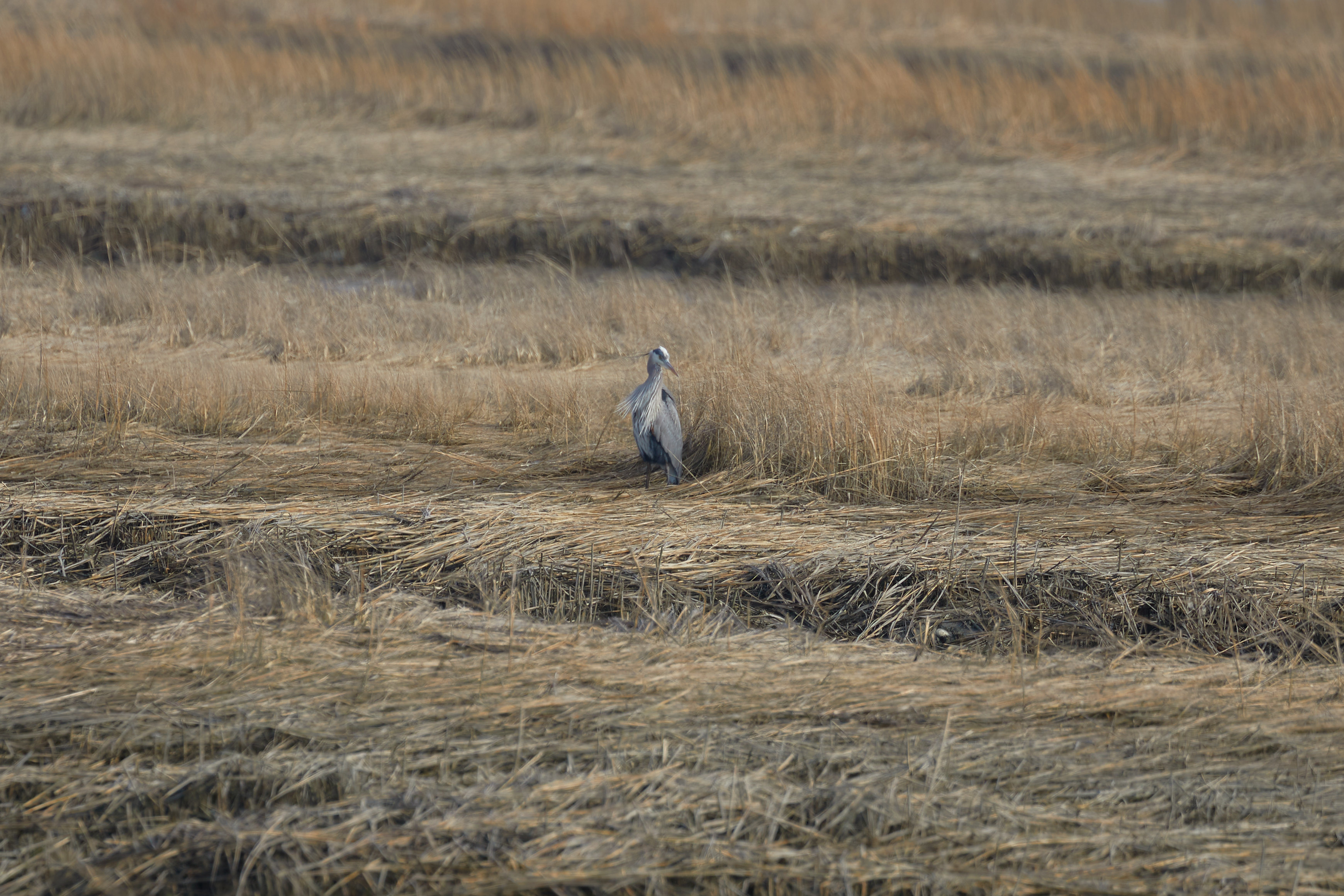 Heron standing amid marshes.