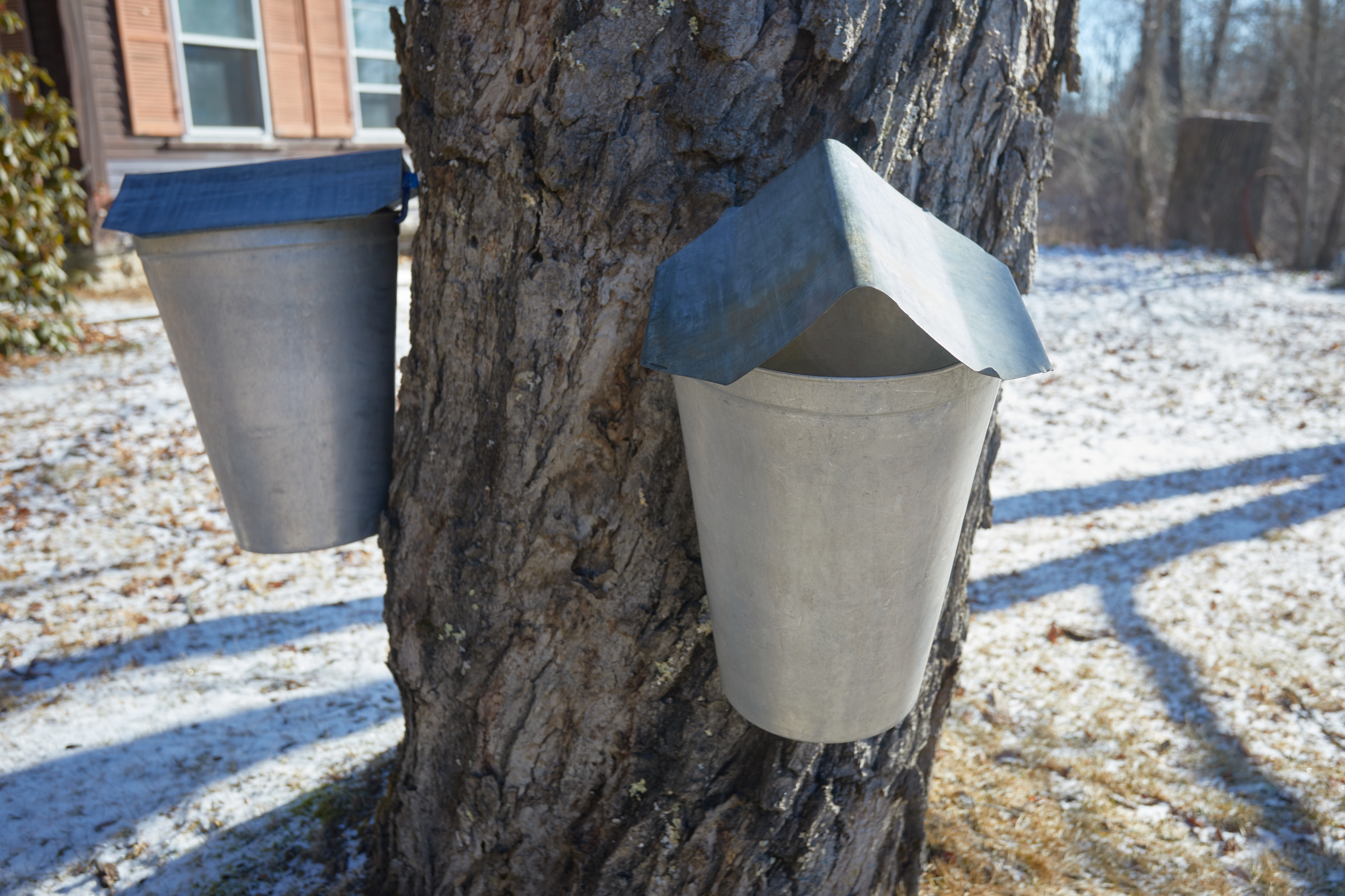 Buckets with taps in maple tree.