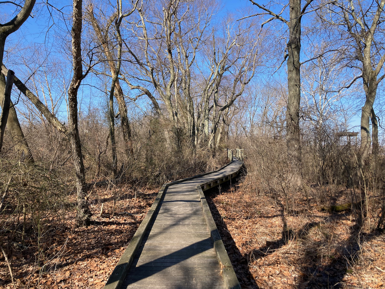 Boardwalk trail through wooded wetlands.