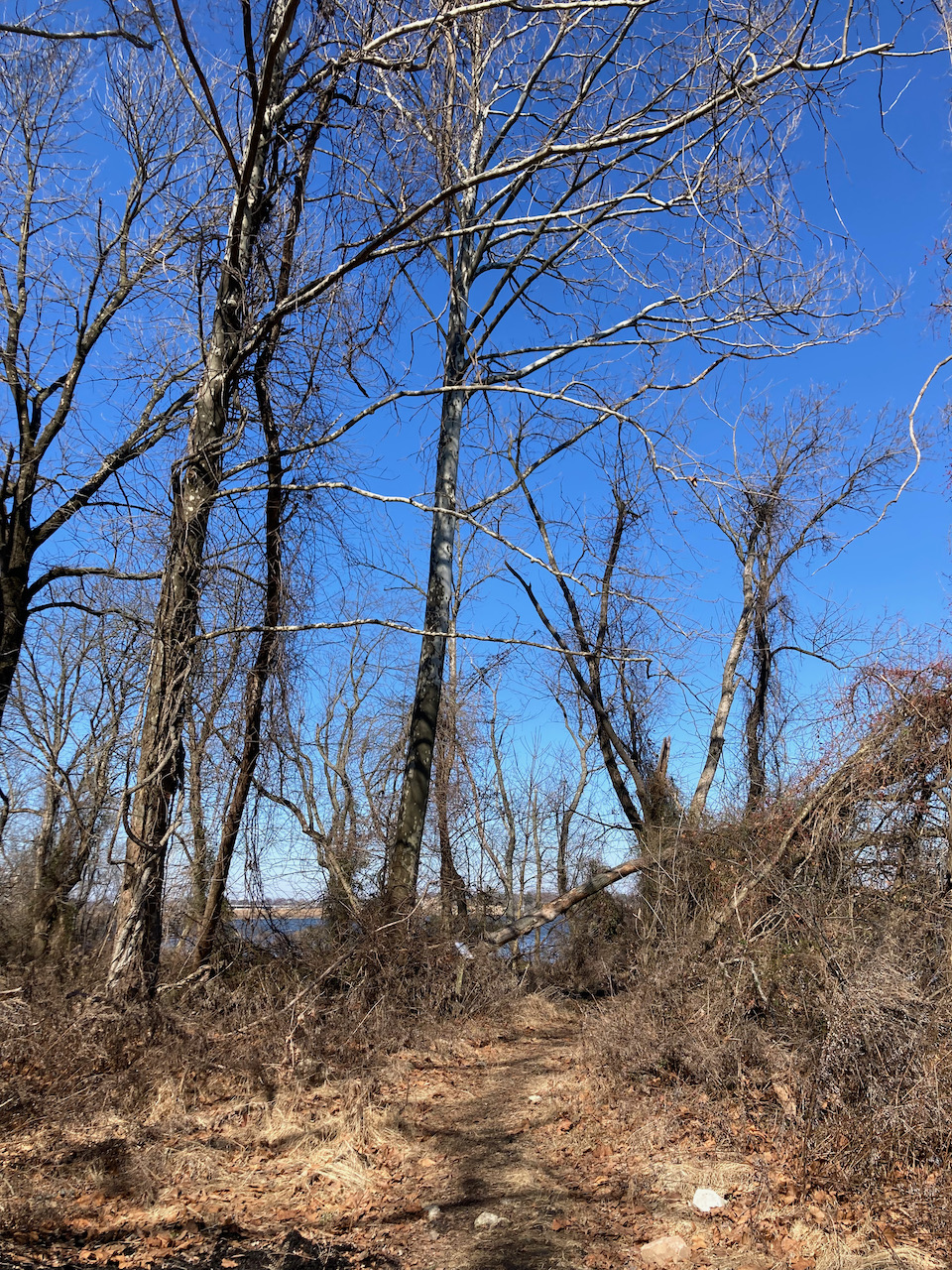 Tree-lined trail through woods.