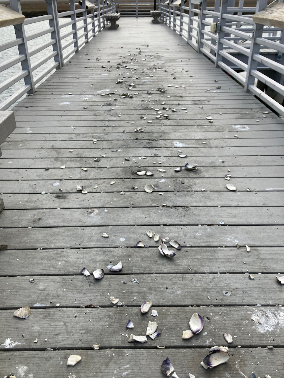 Dock covered with broken shells.