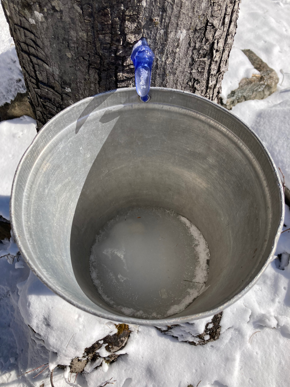 Plastic tap in maple tree with metal bucket beneath it. A clear, frozen liquid is in the bottom of the bucket.