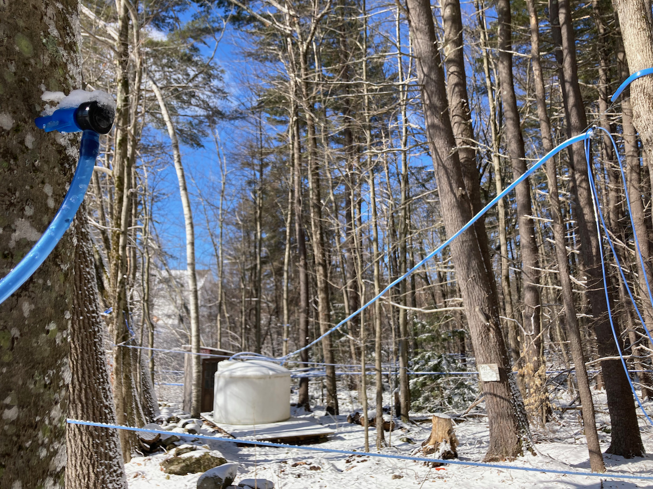 Tap in maple tree, with blue plastic lines criss-crossing various trees, leading to a tank.