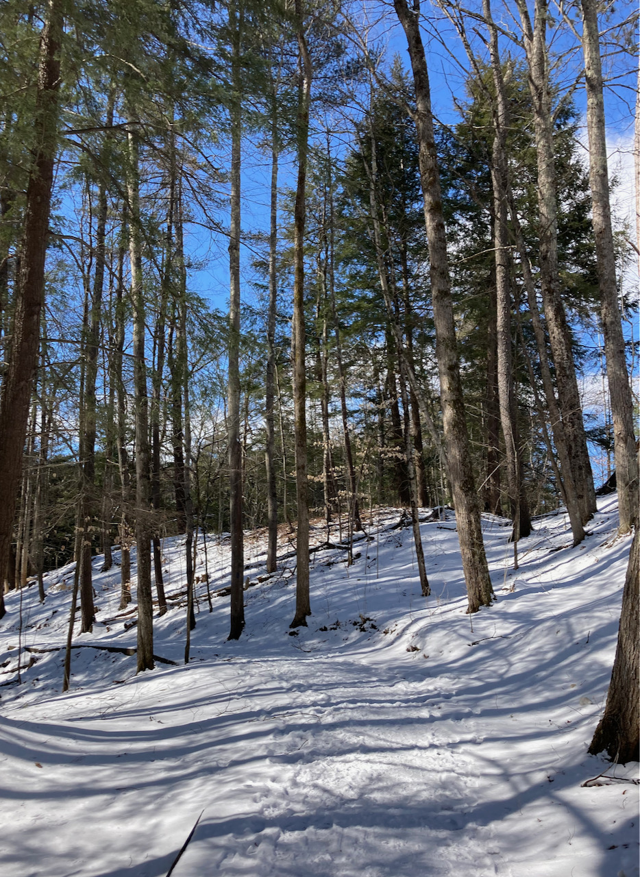 Snow-covered trail through trees.