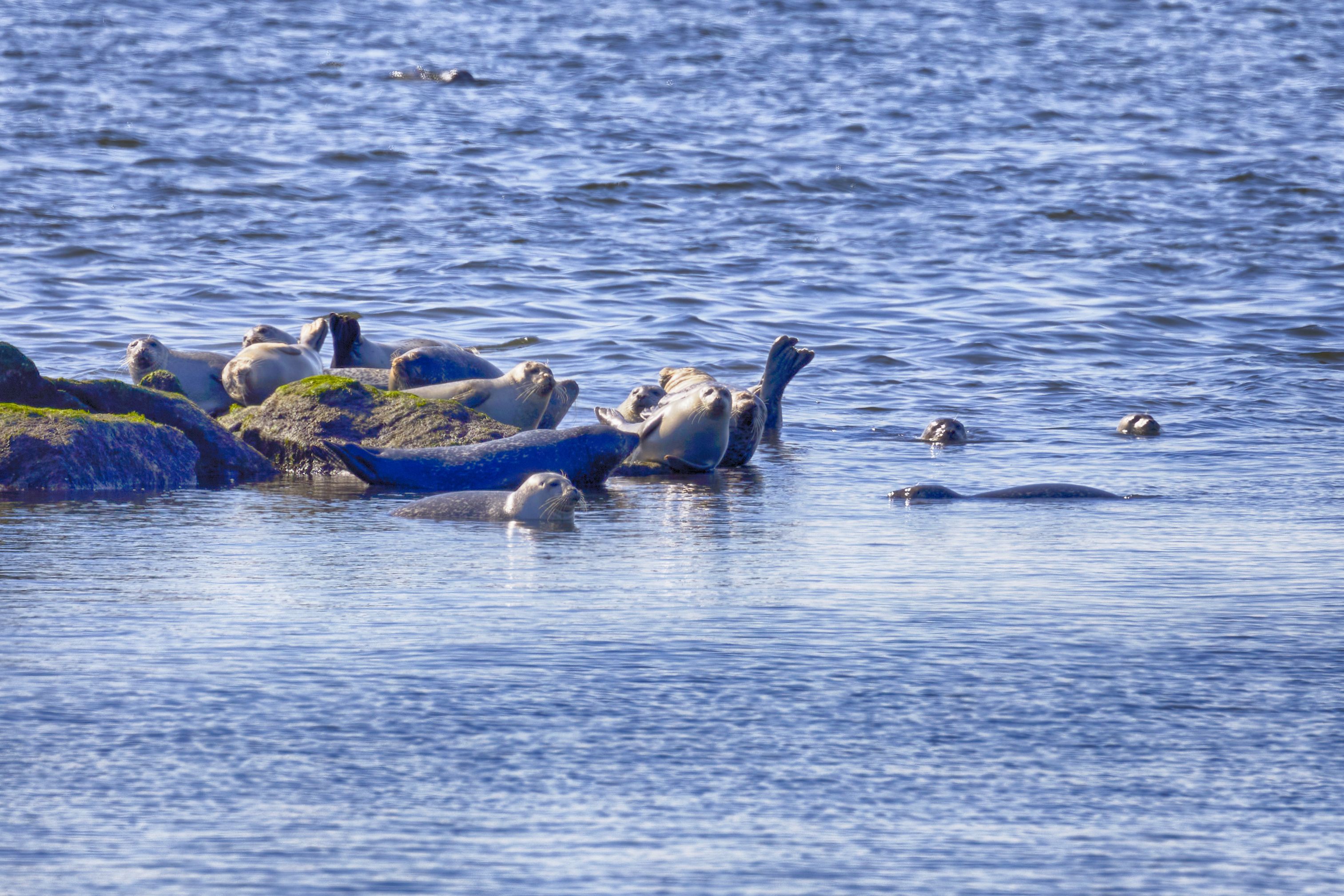 Seals hauling out of water.