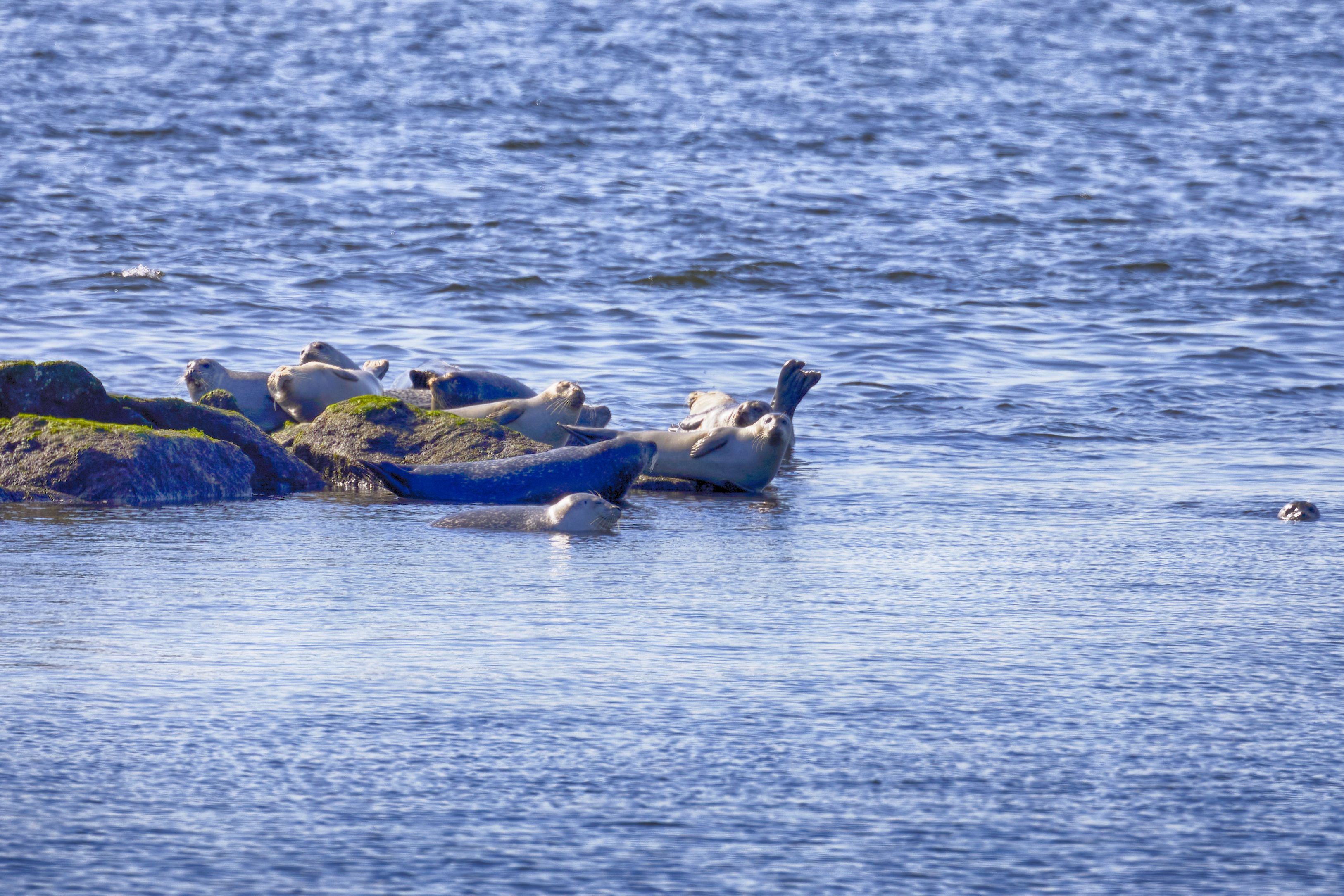 Seals hauled out on jetty.