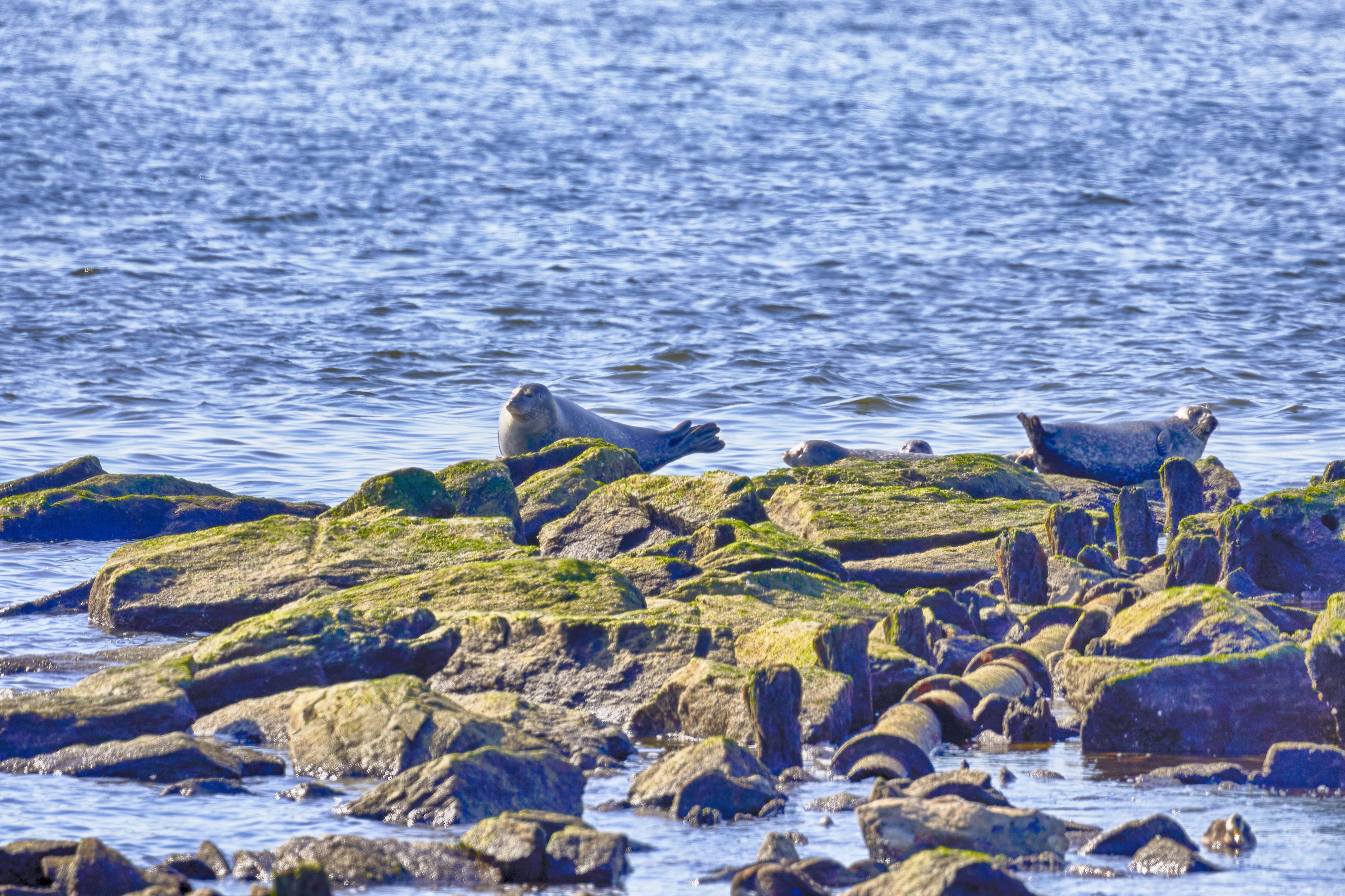 Two harbor seals on jetty.
