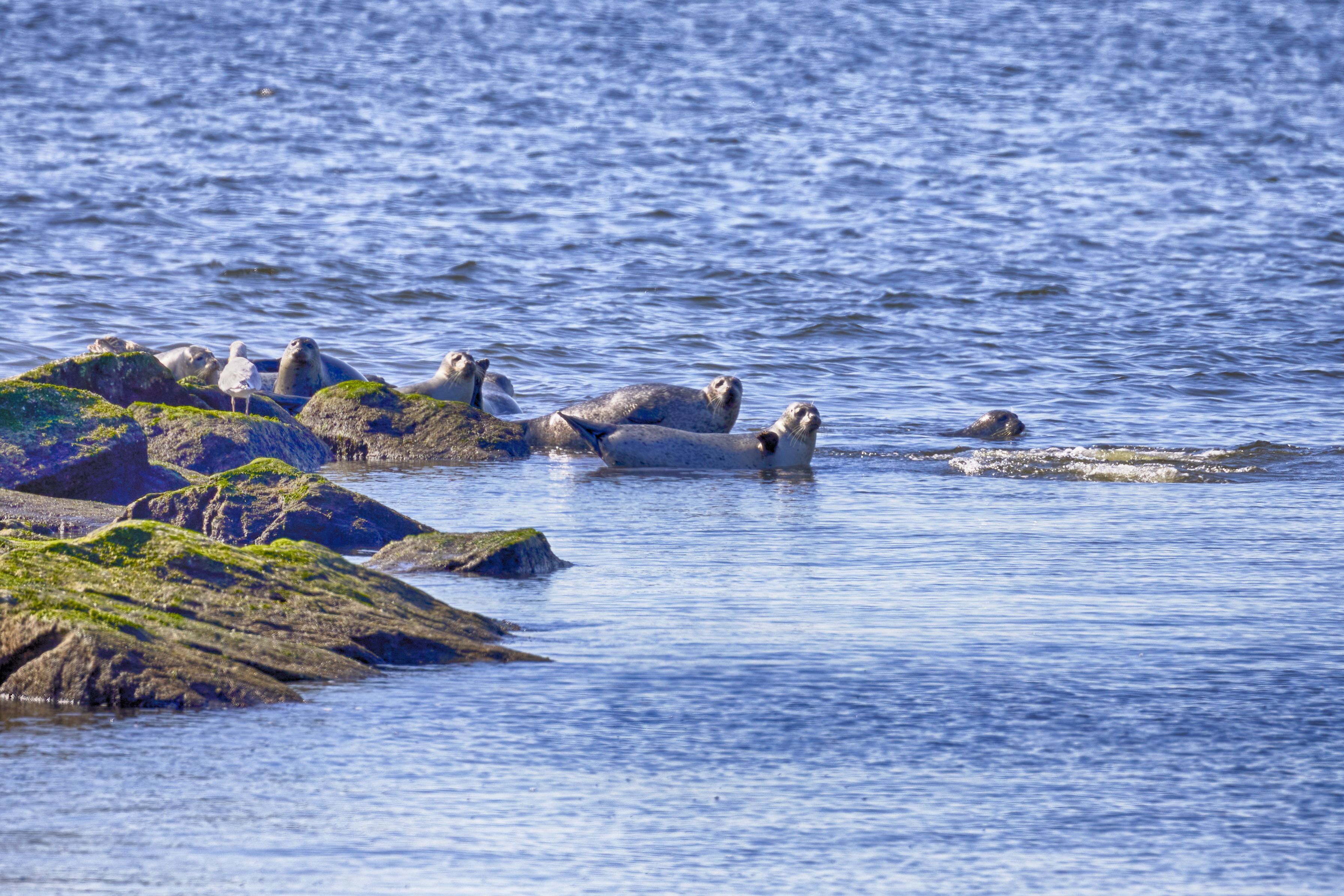 Harbor seals on and beside jetty.