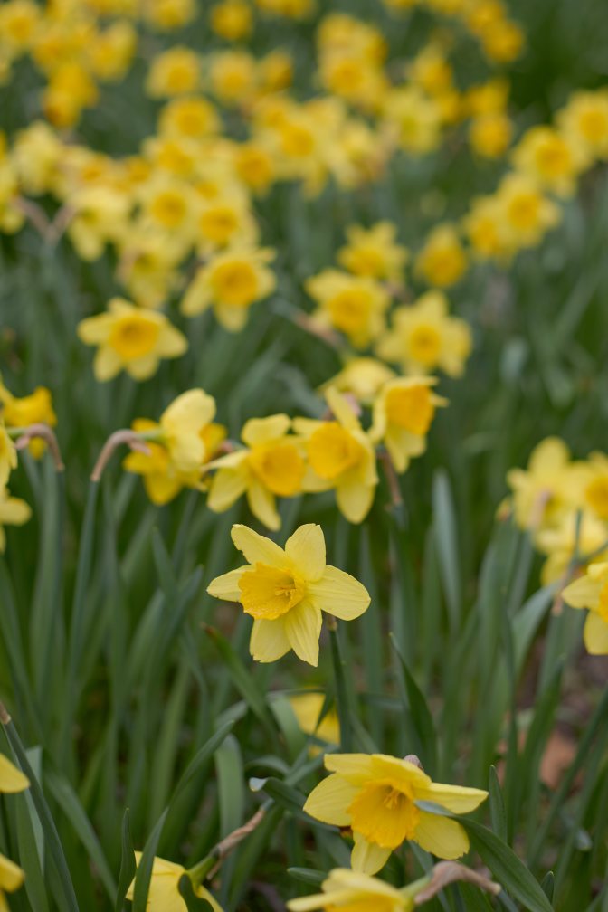 Daffodils in bloom.