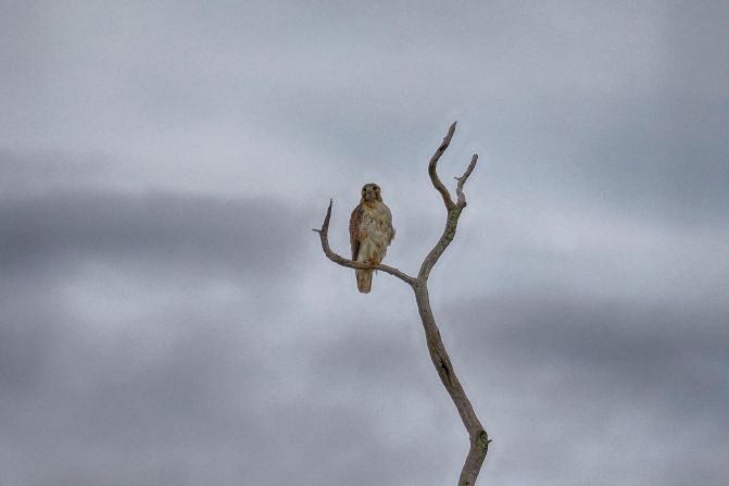 Hawk on tree branch.