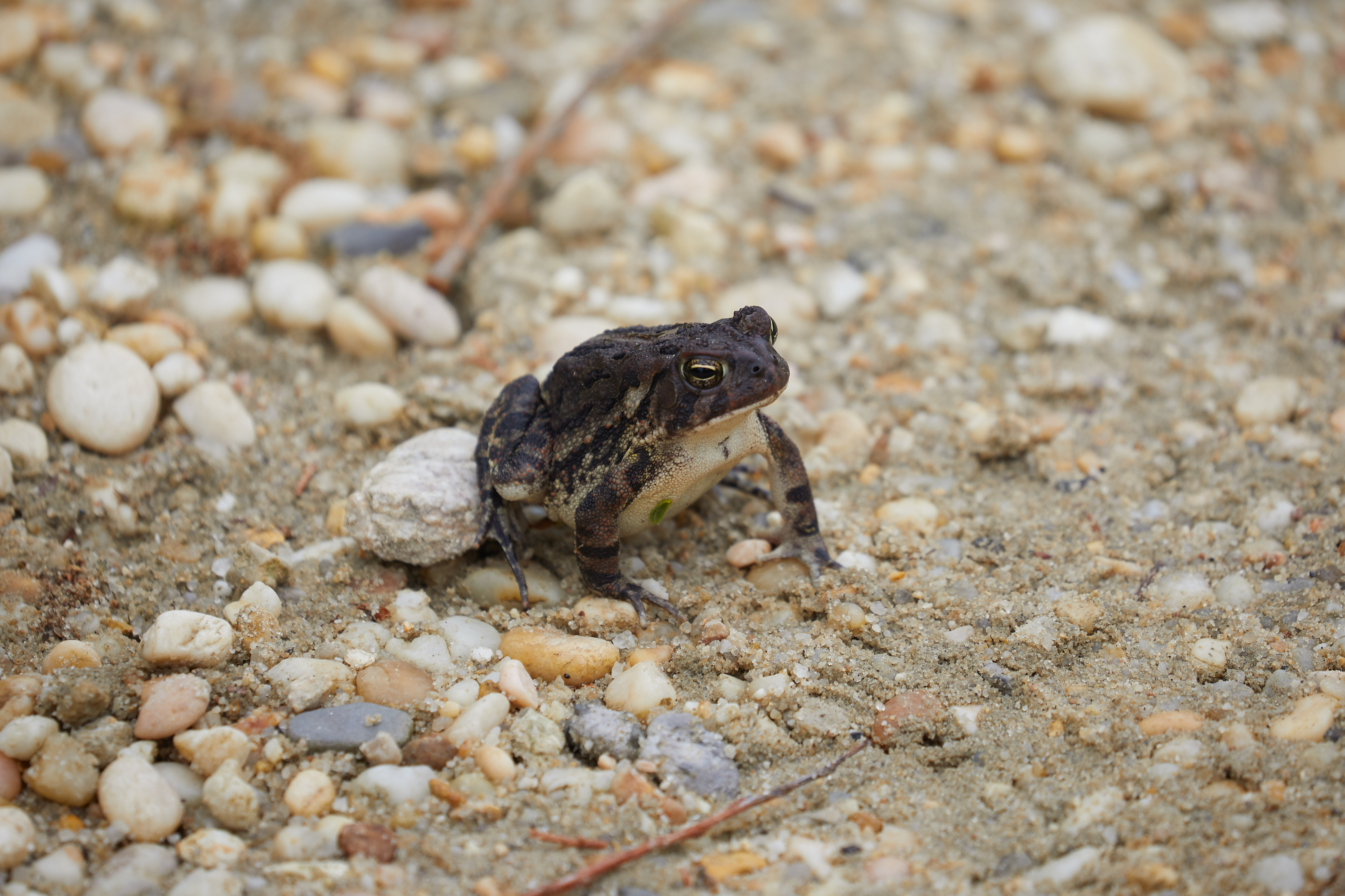 Fowler toad on sandy path.