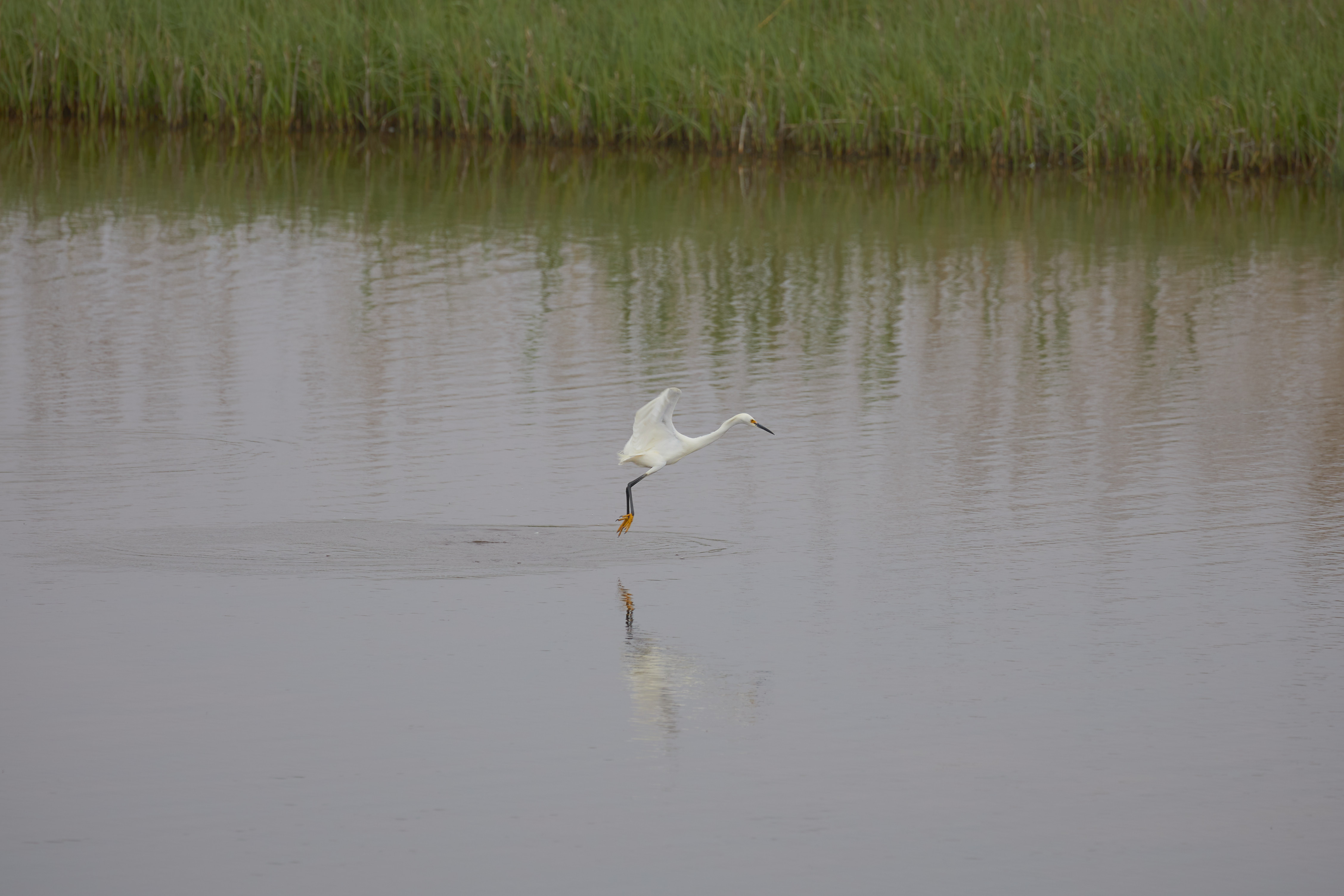 Egret preparing to land in water of small pond.
