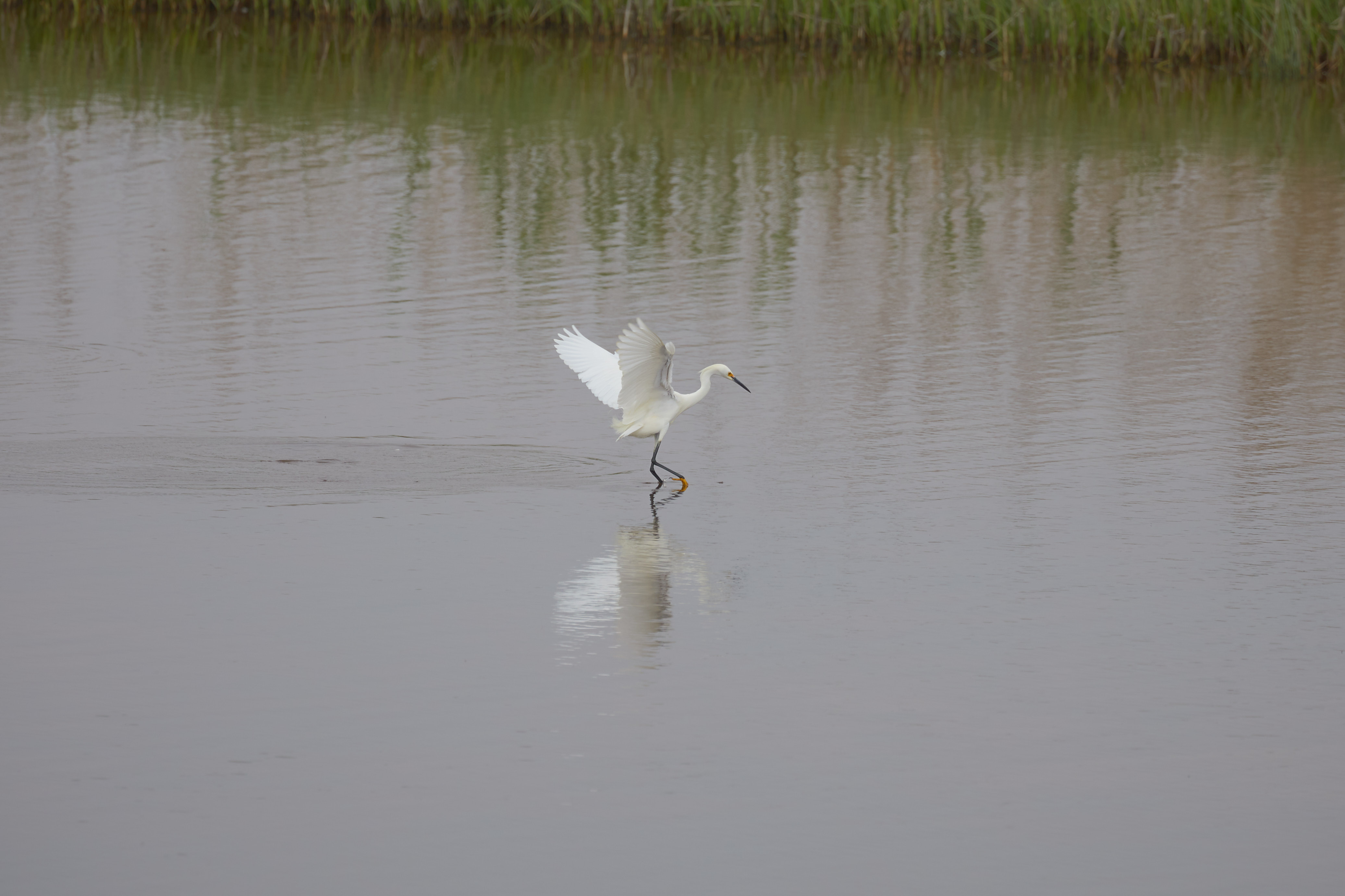 Immature egret preparing to take off.