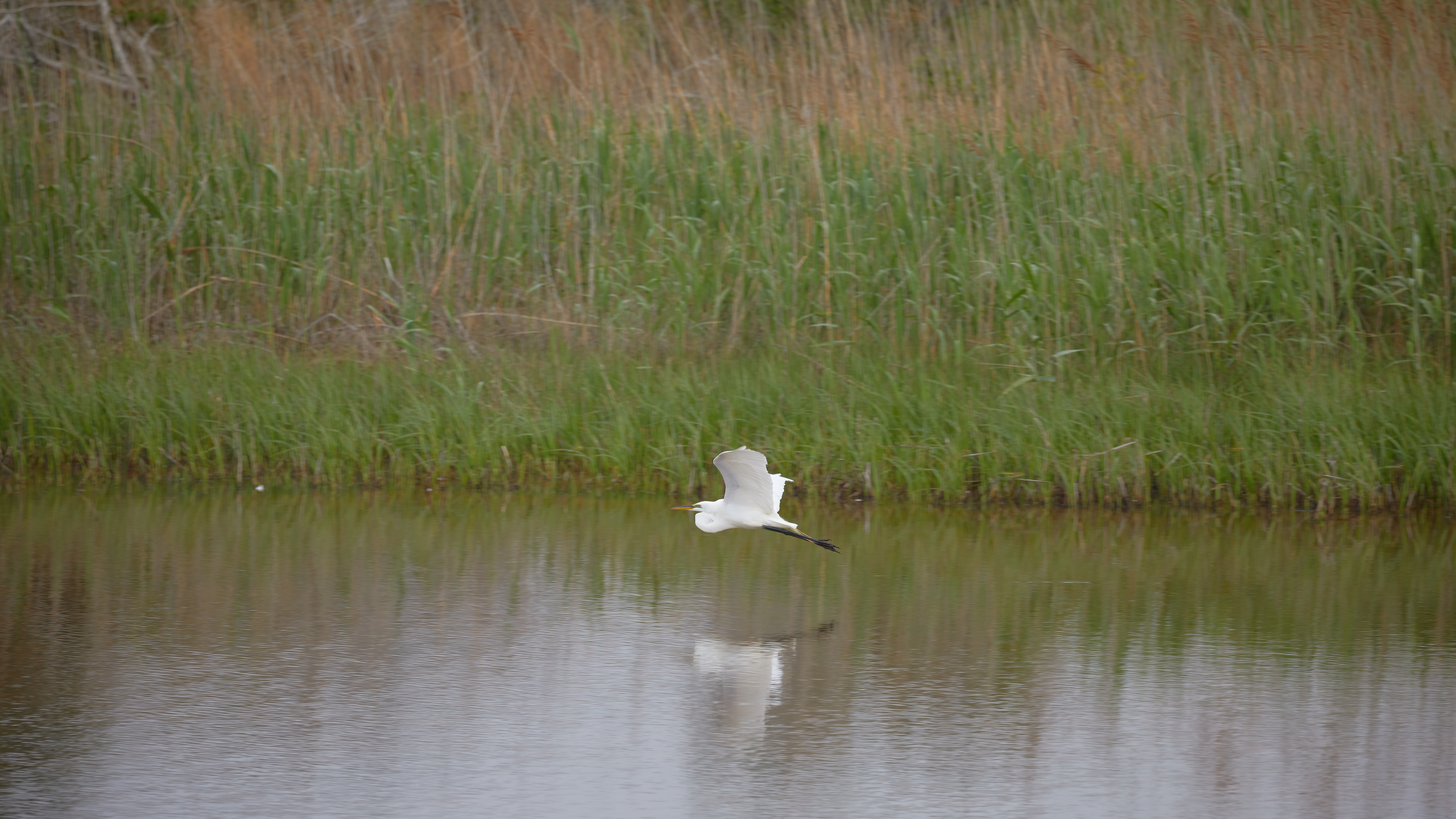 Egret in flight over marsh water.