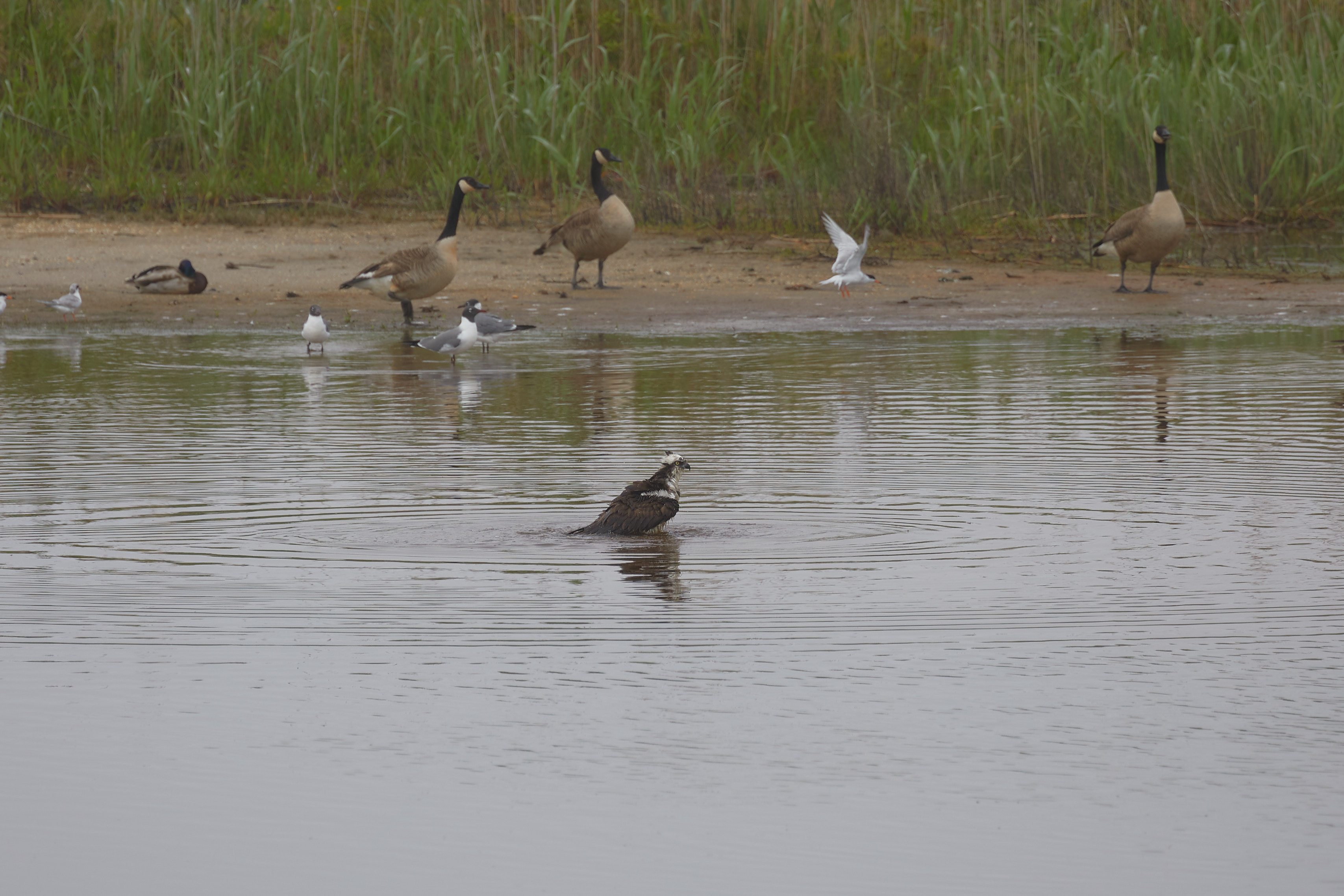 Osprey bathing in marsh, while geese and seagulls are in background.