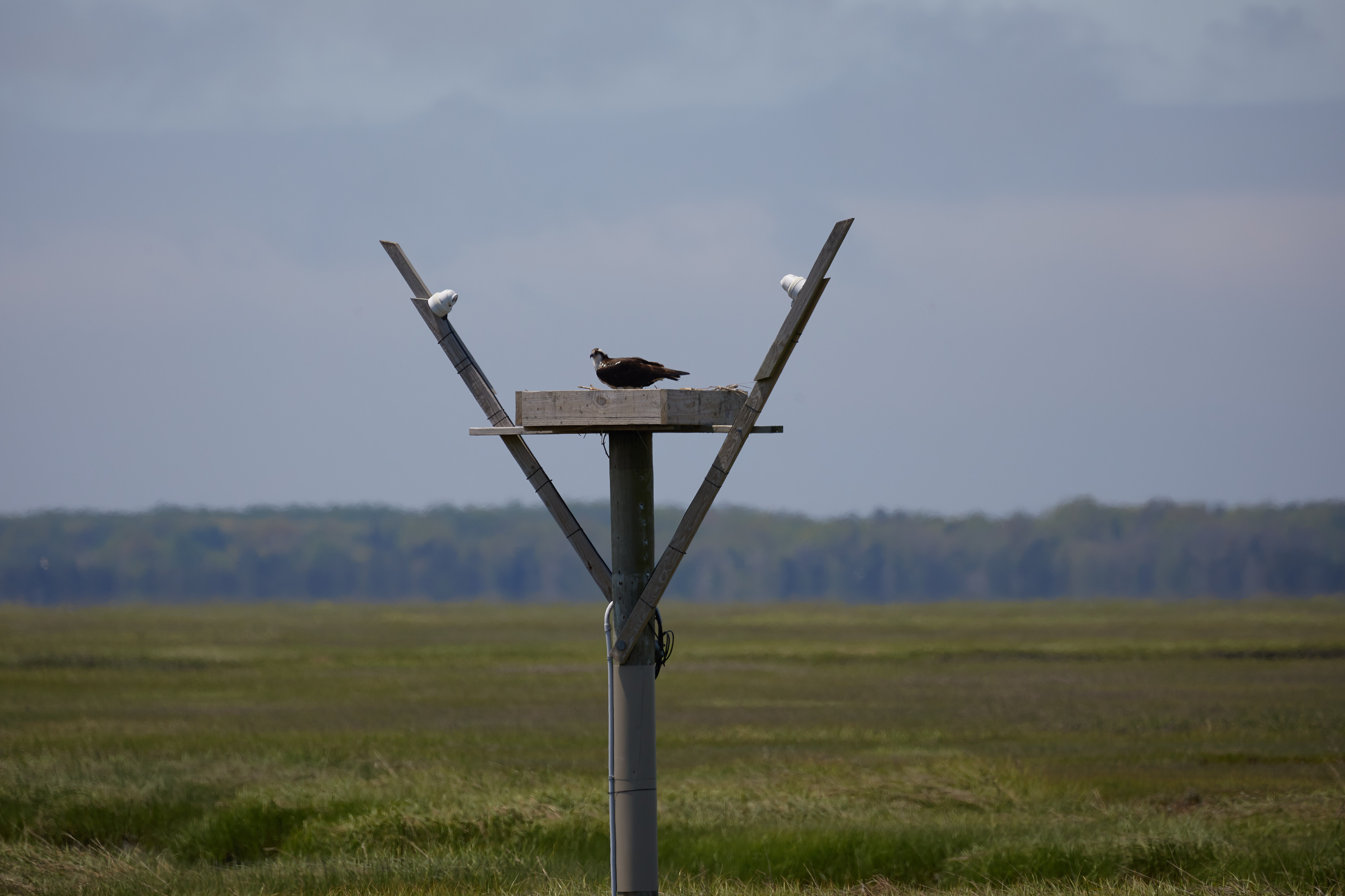 Osprey in nest.