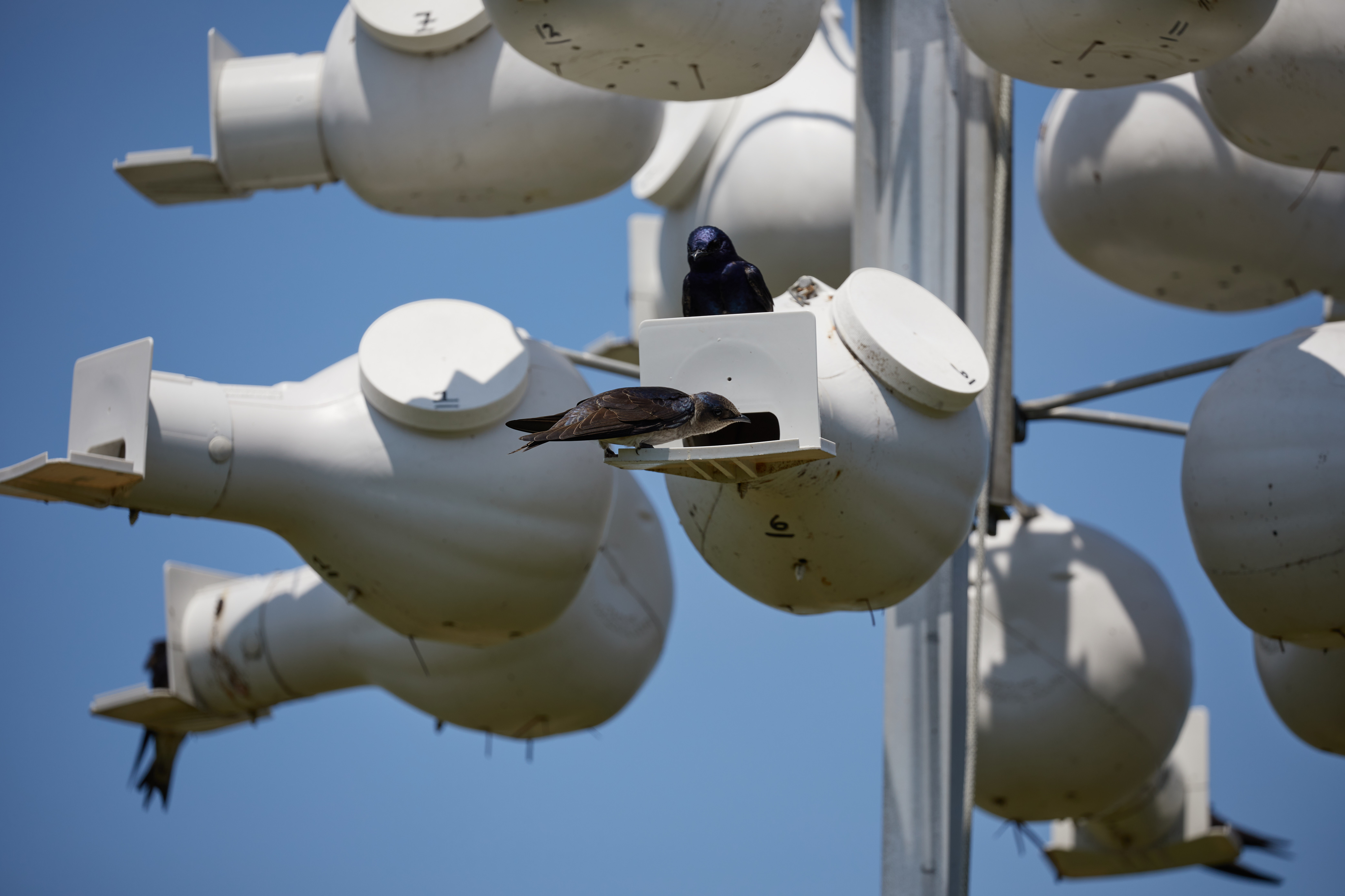 Grackles in bird nest.