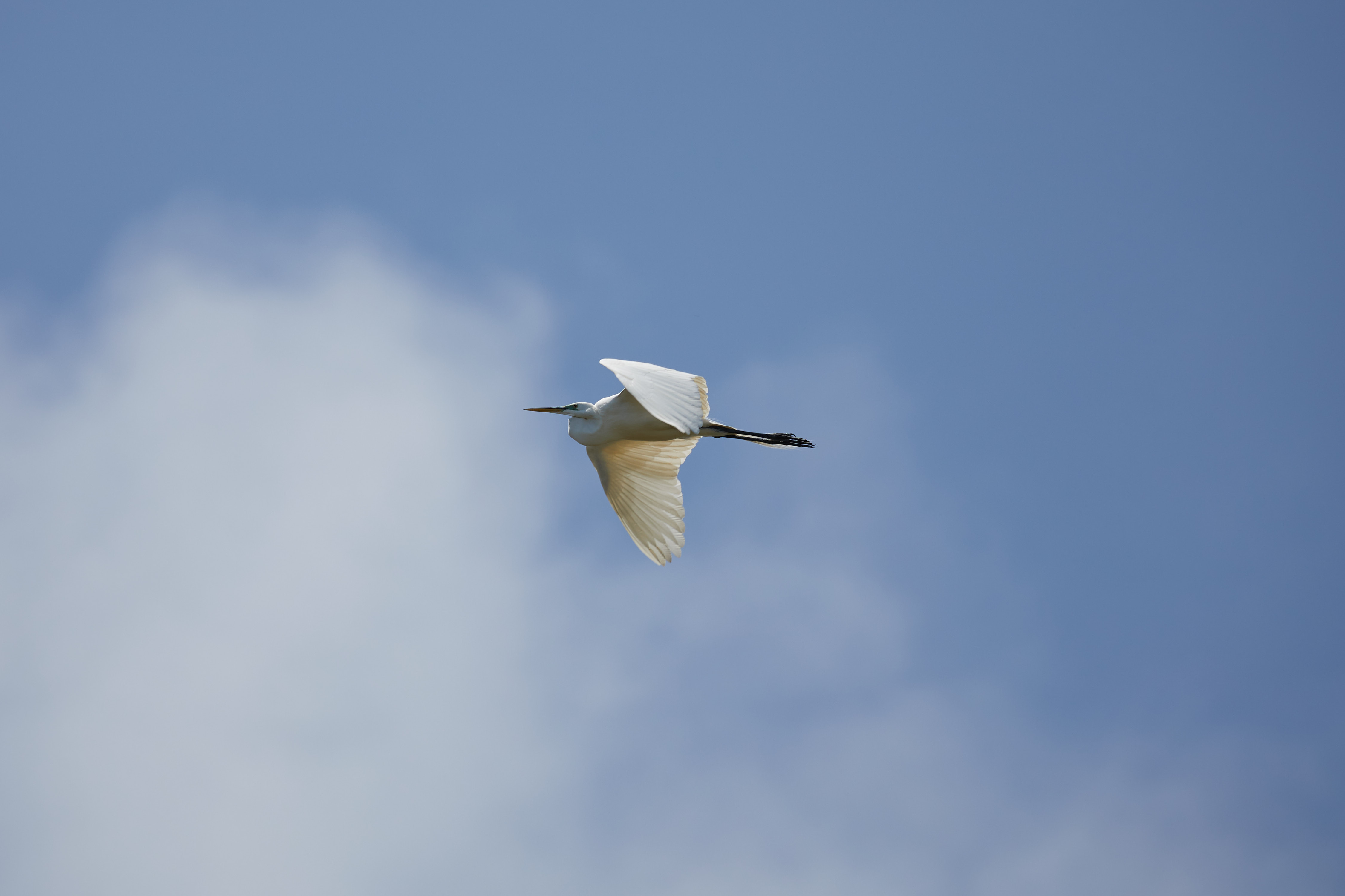 Egret in flight.