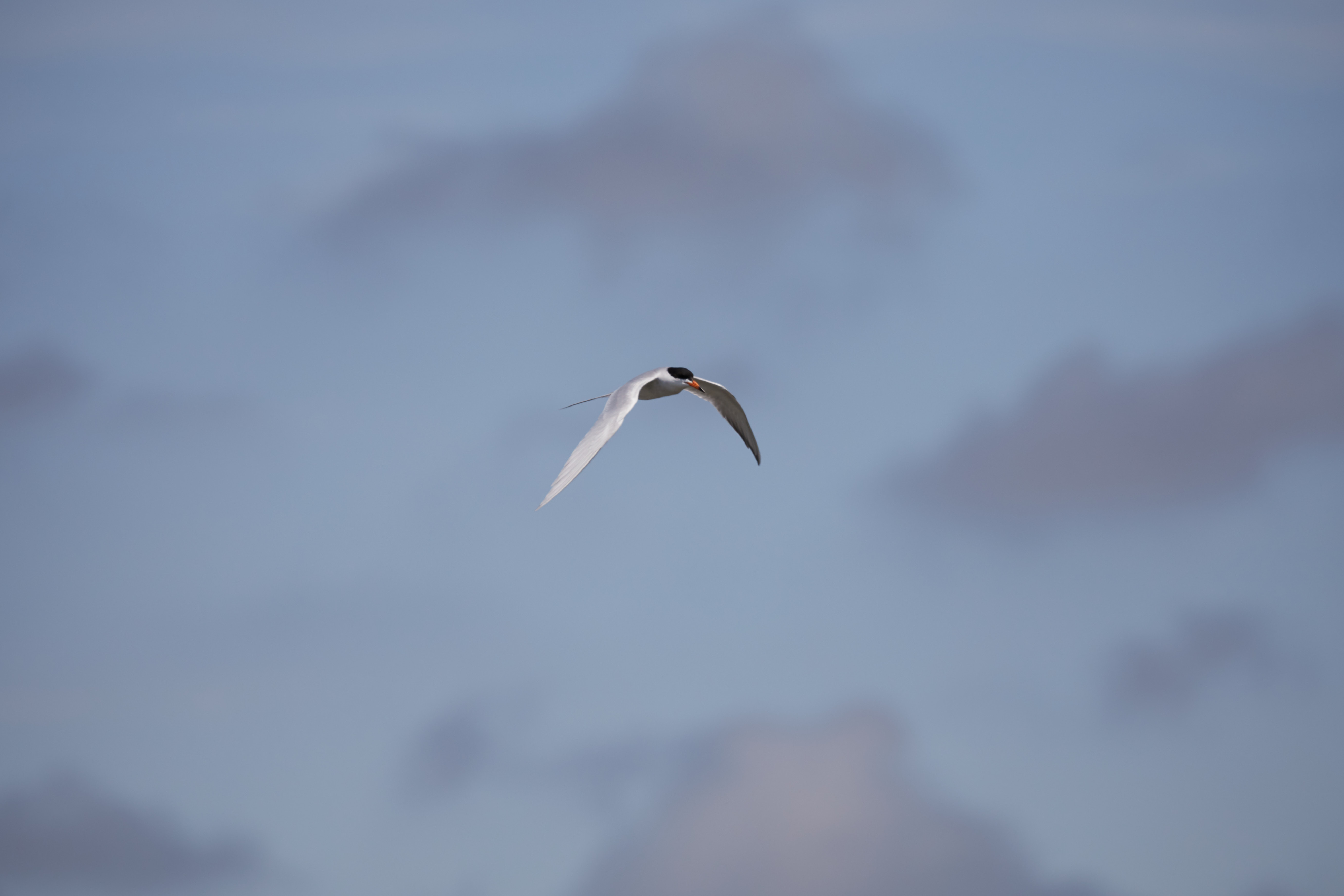 Tern in flight.