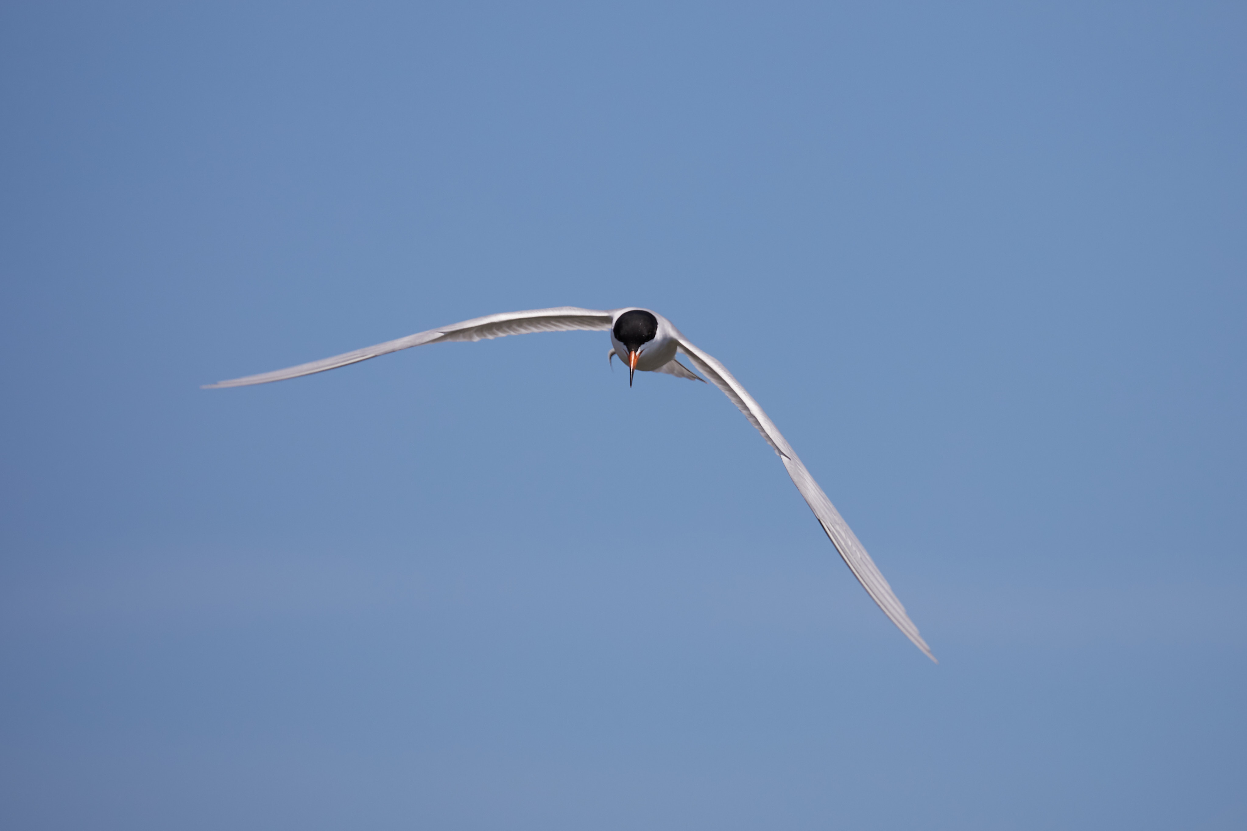 Common tern in flight.