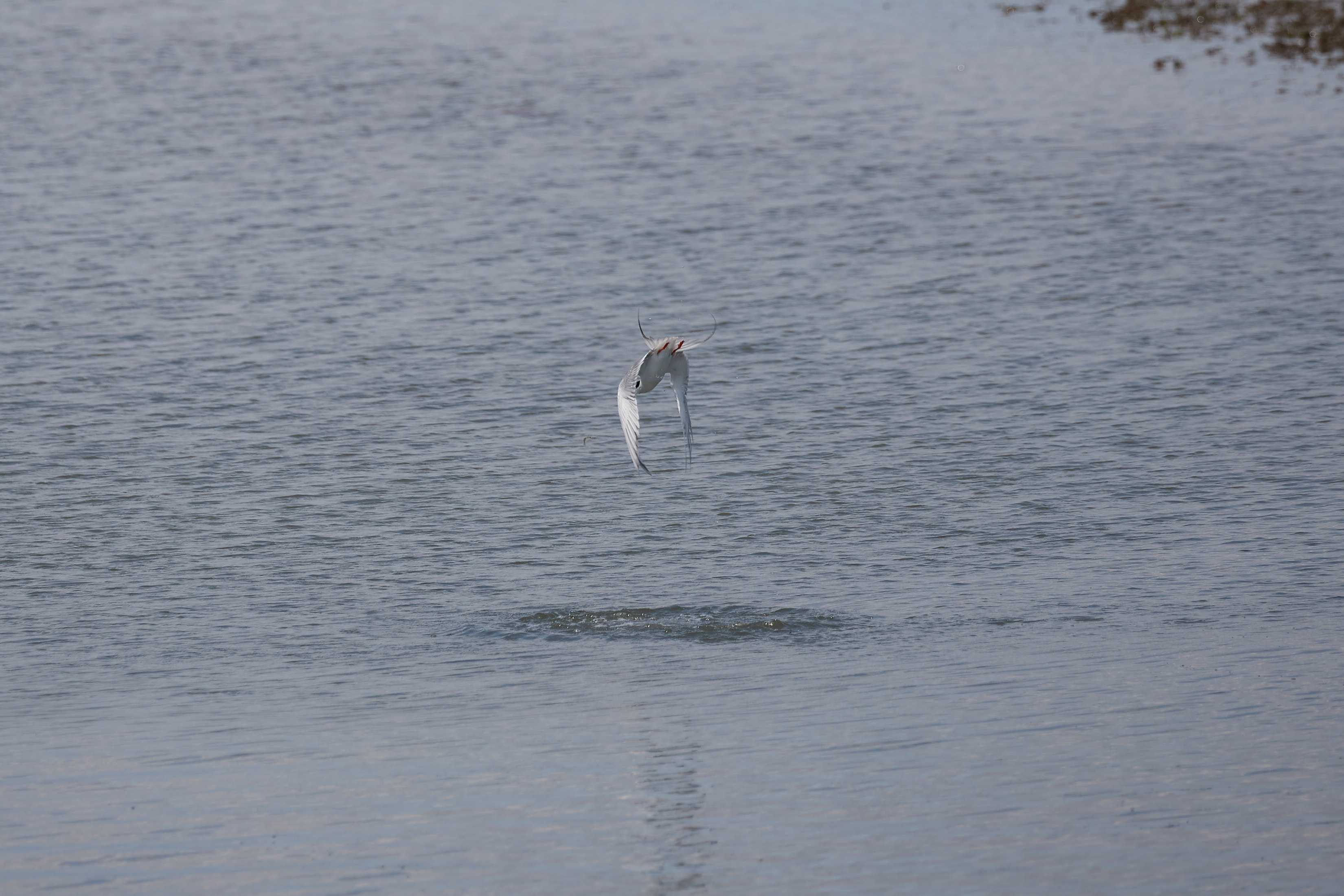Tern diving into water.