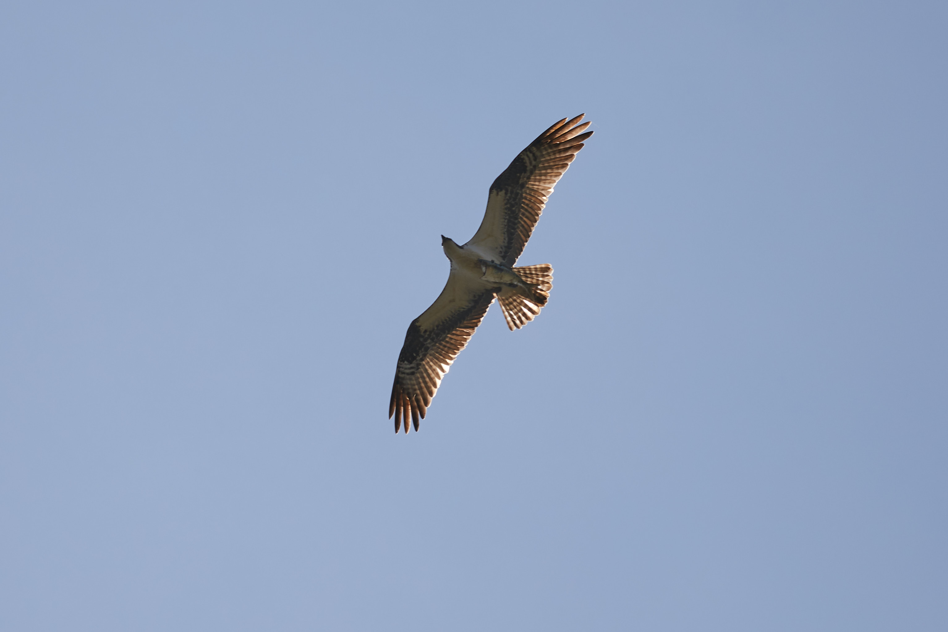 Osprey in flight, with fish in its talons.