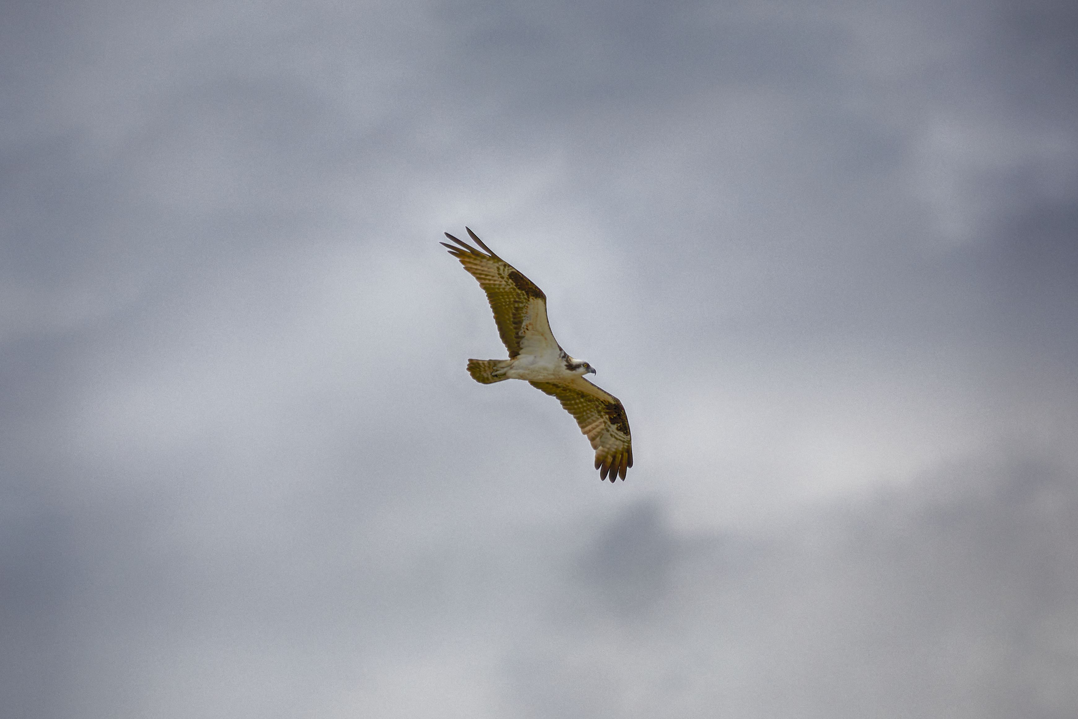 Osprey in flight.