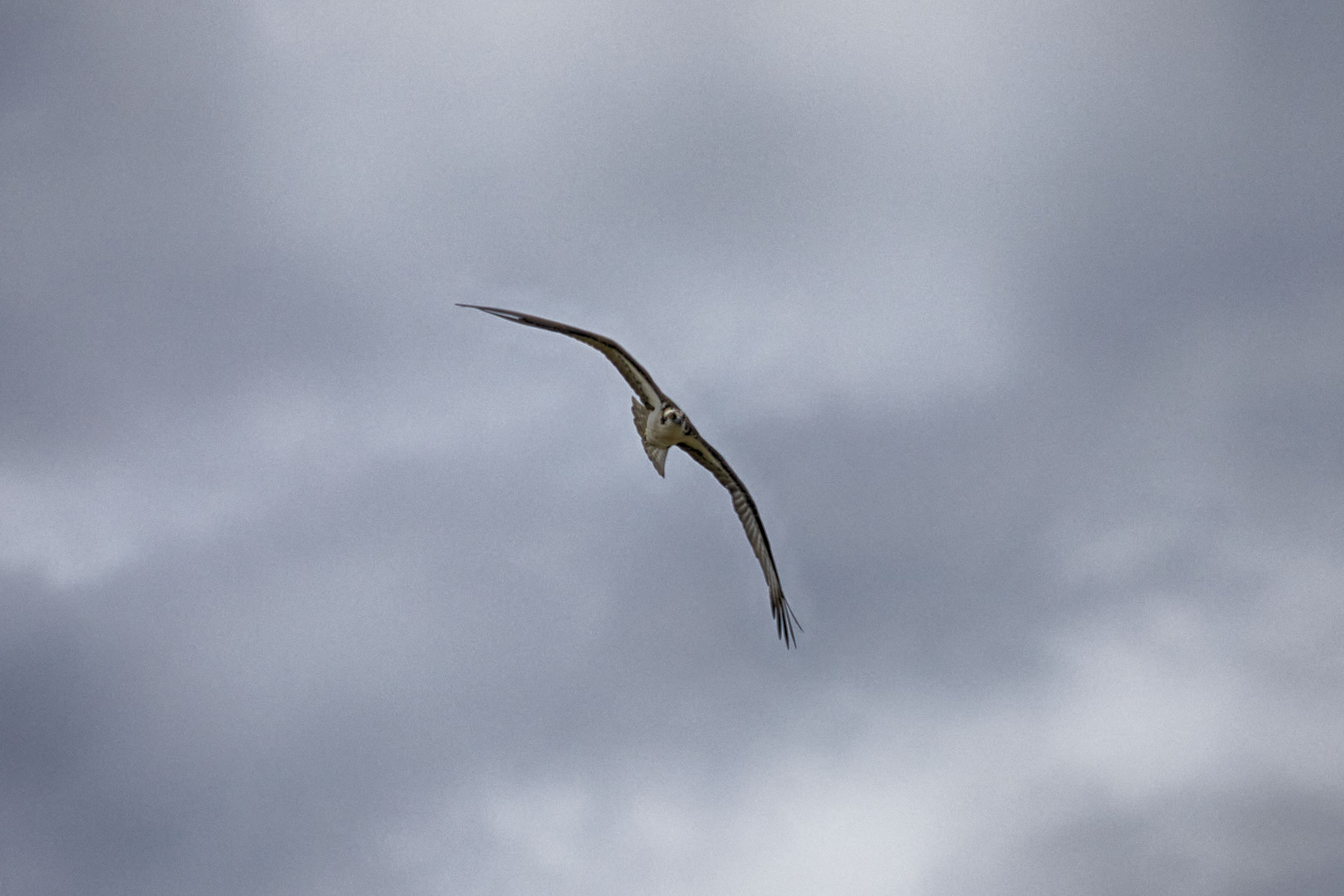 Osprey in flight.