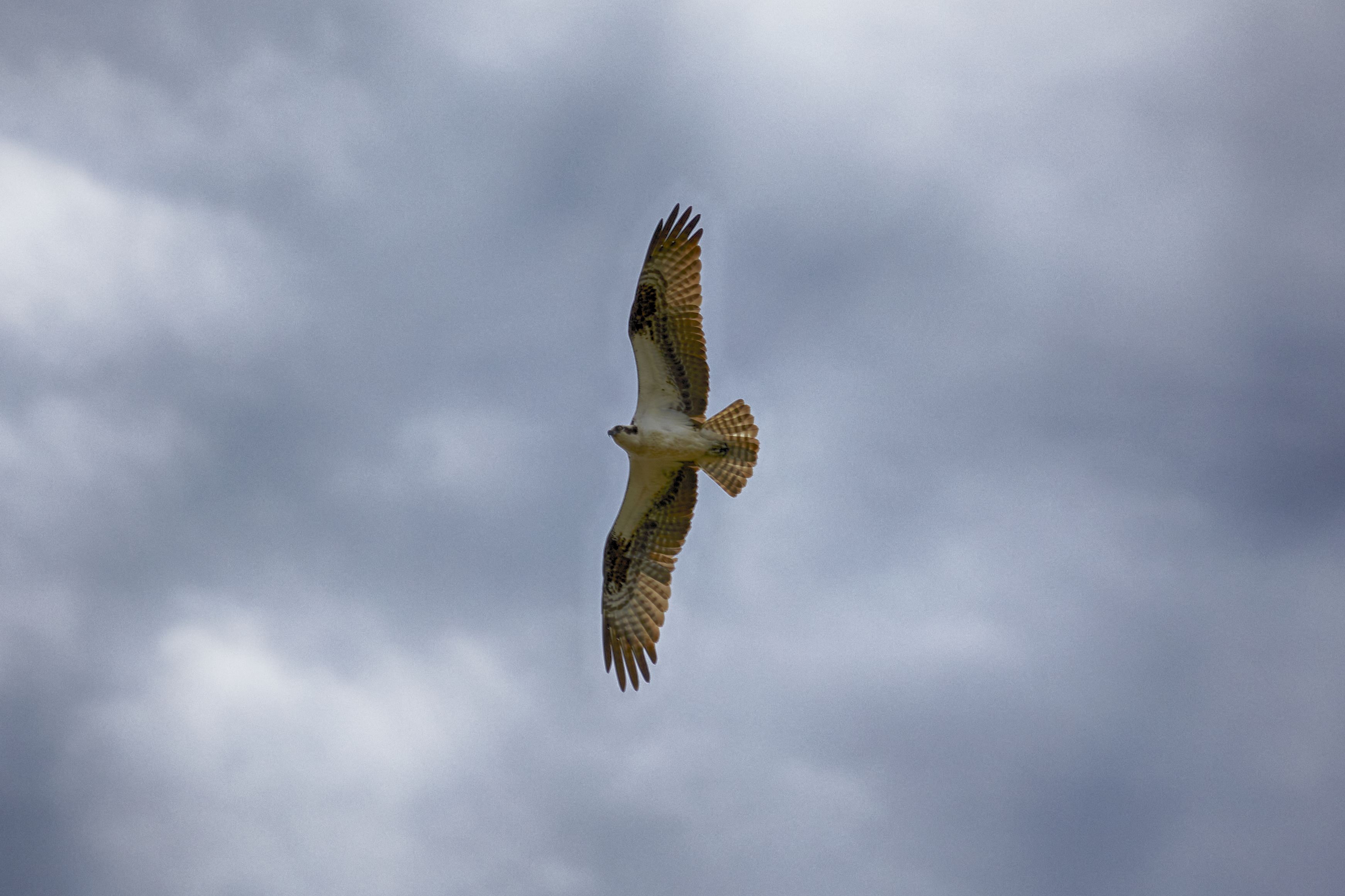 Osprey in flight.