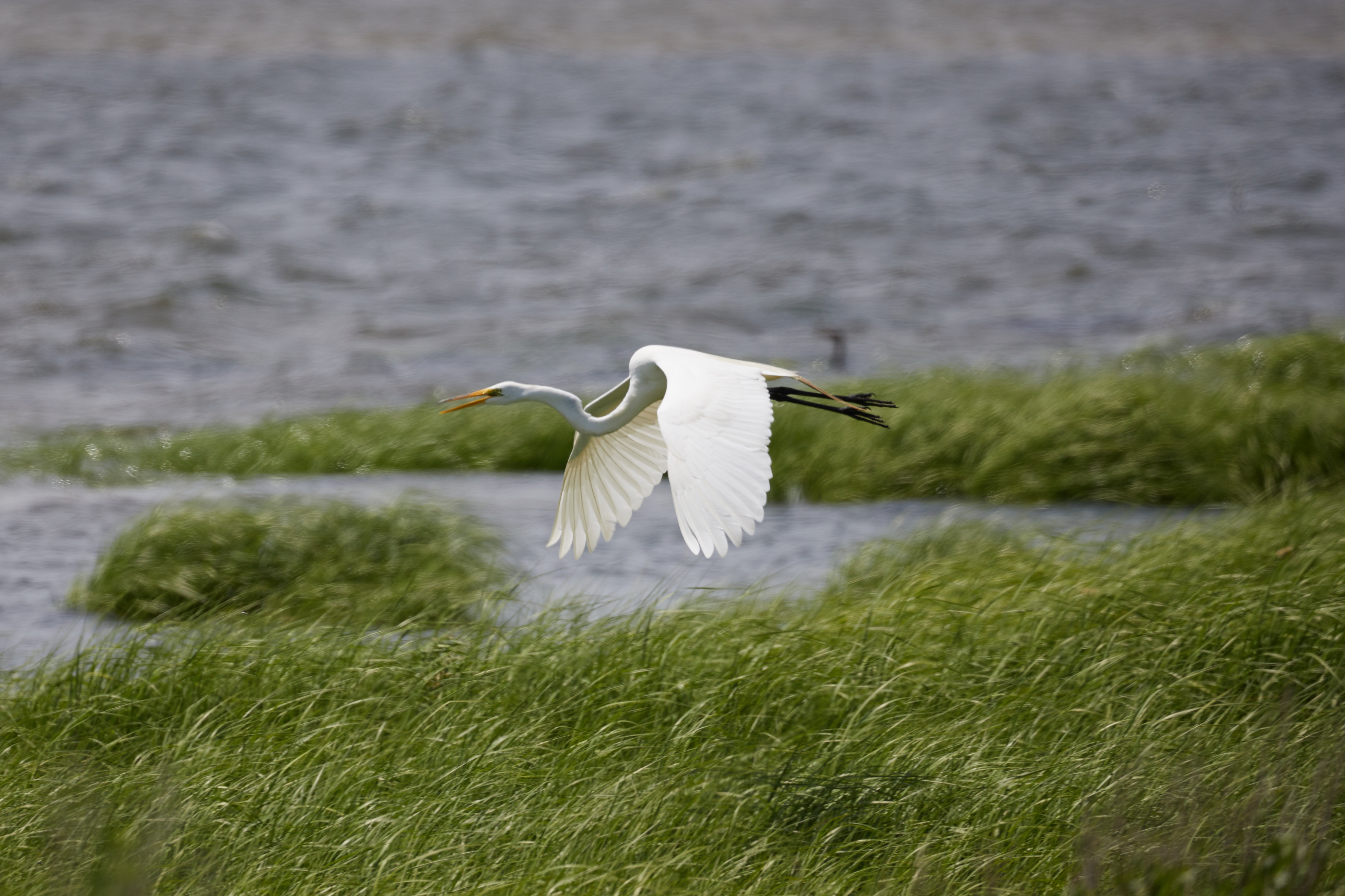 Egret in flight.