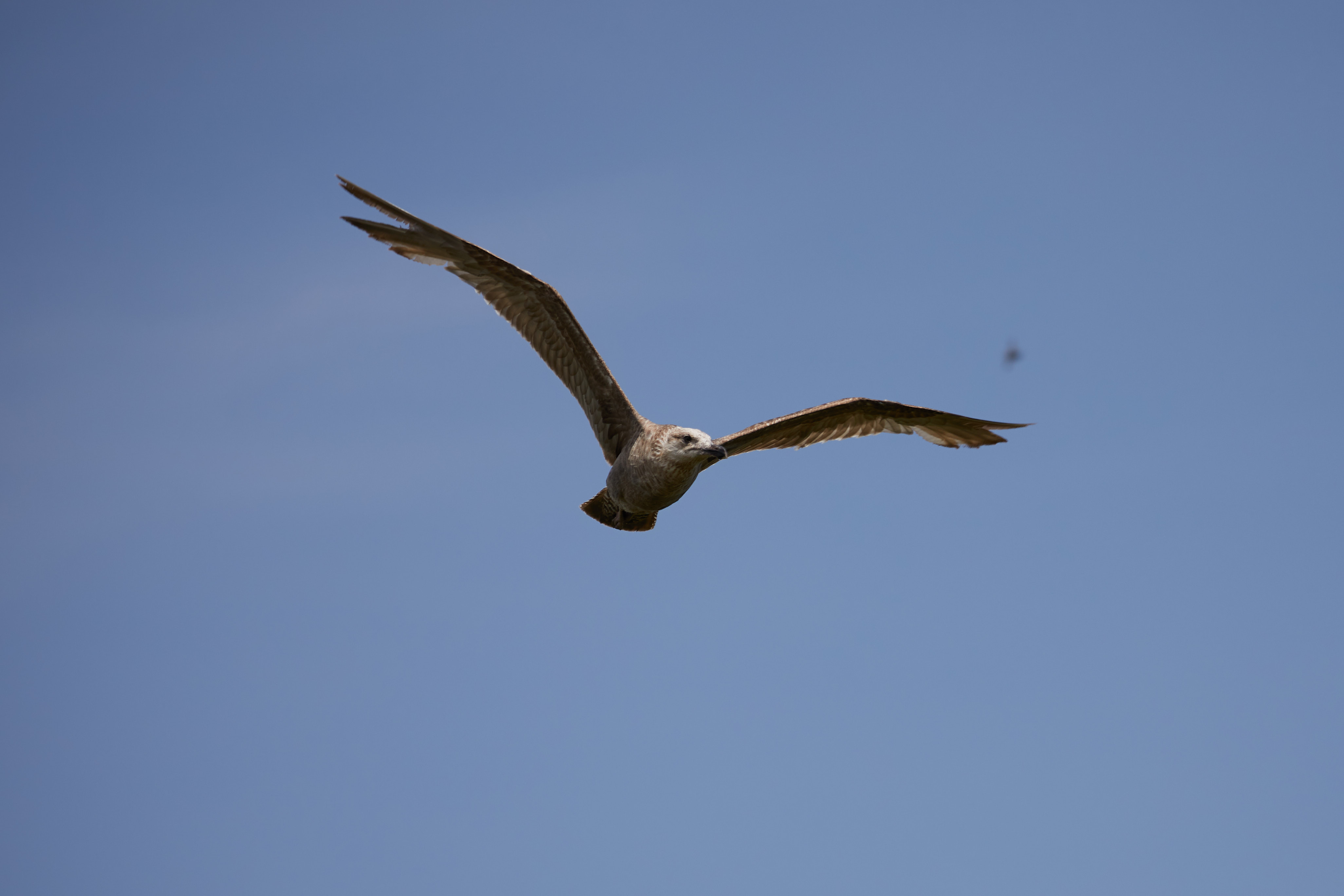 Seagull in flight.