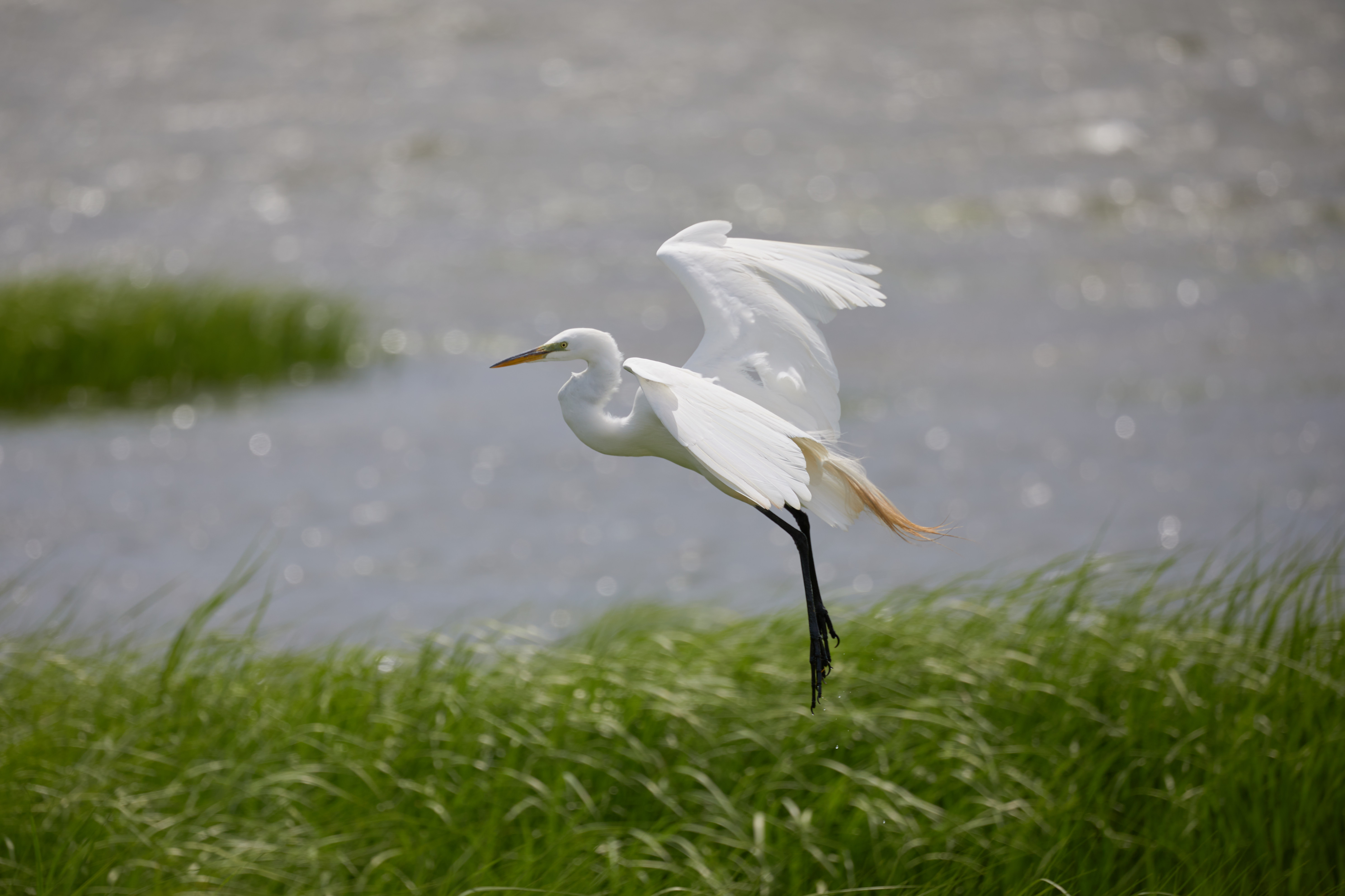 Egret with wings spread as it lands.