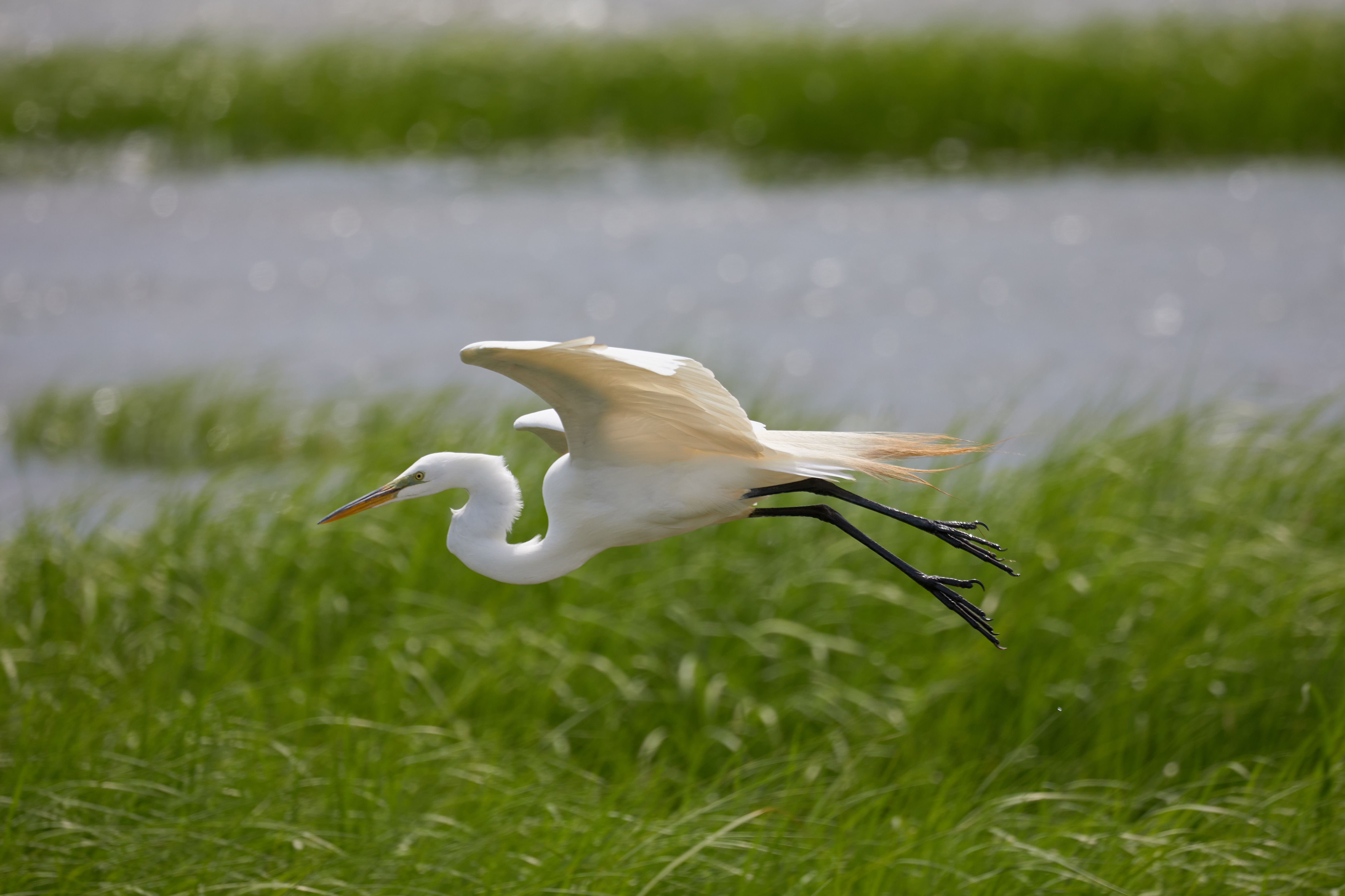 Egret in flight over marsh.