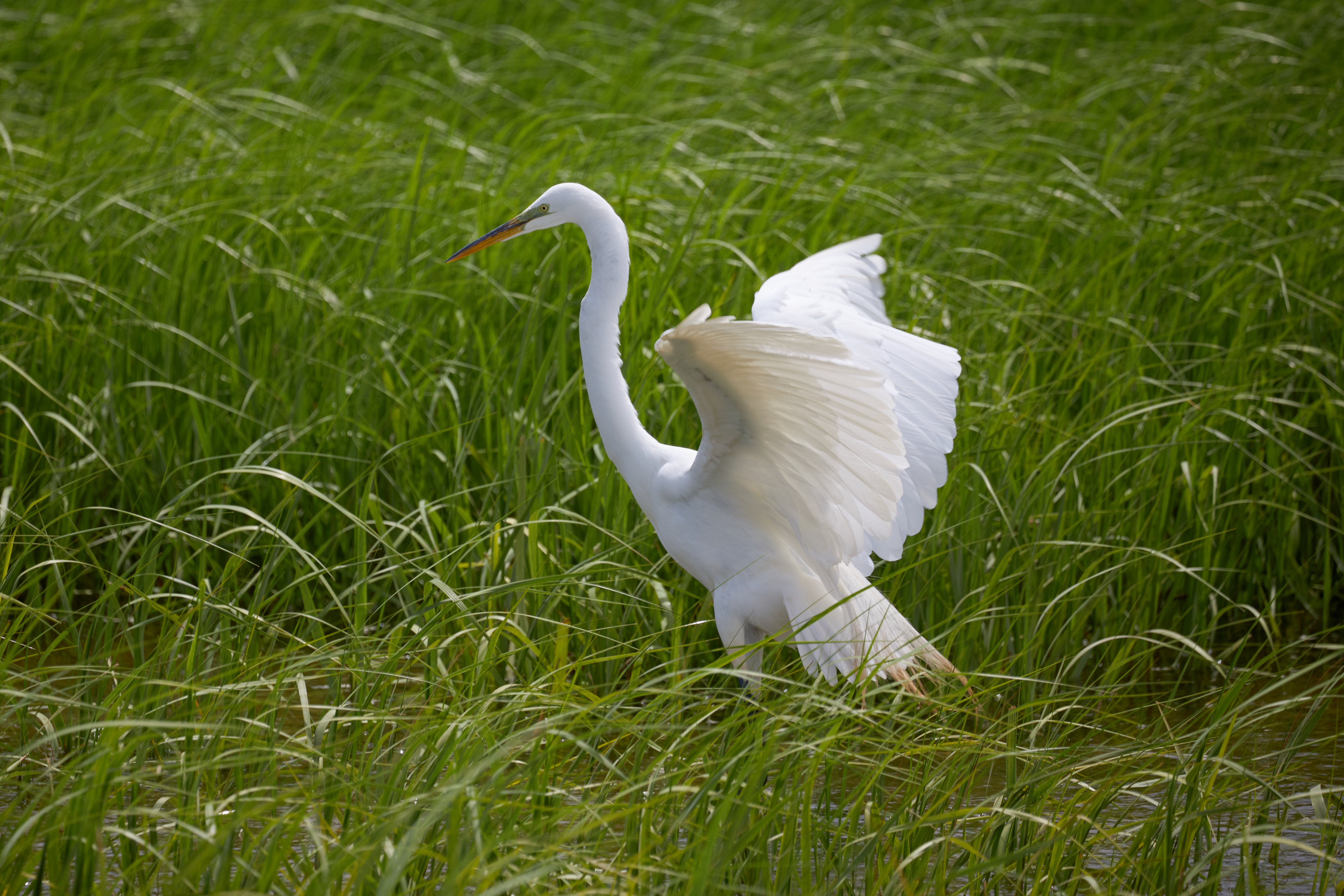 Egret on grass, as it lands.