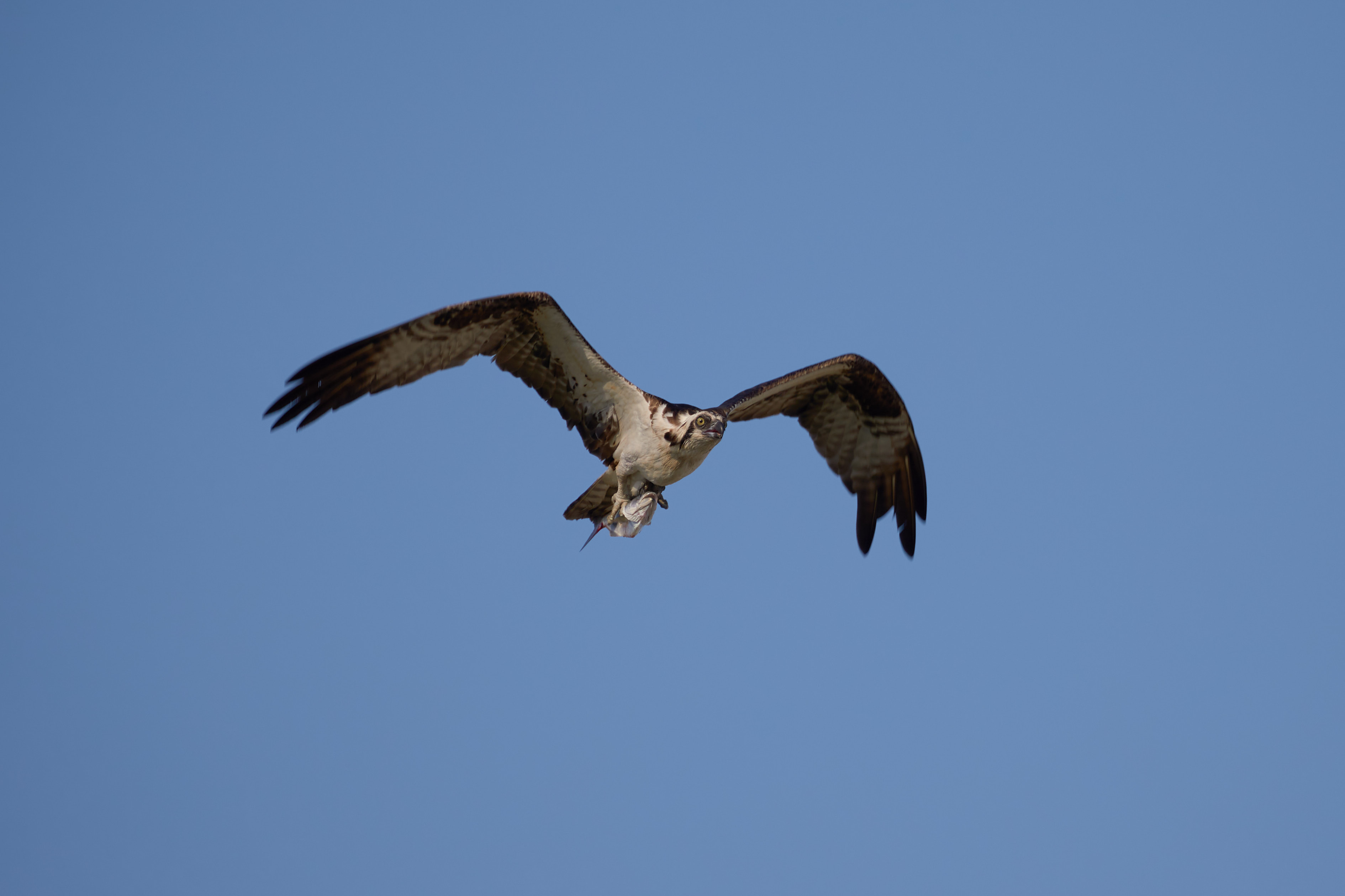 Osprey in flight.