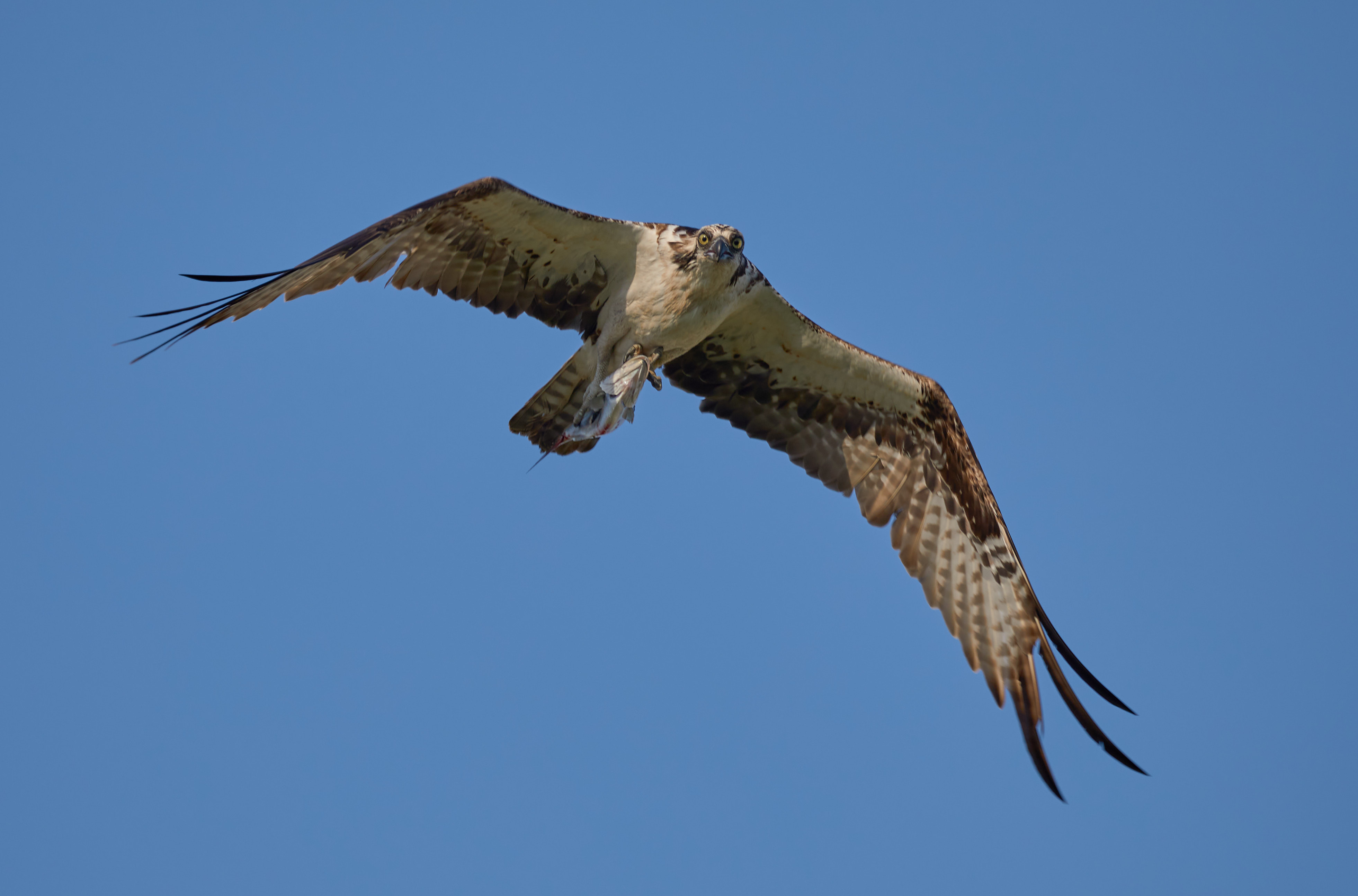 Osprey in flight, looking at camera.
