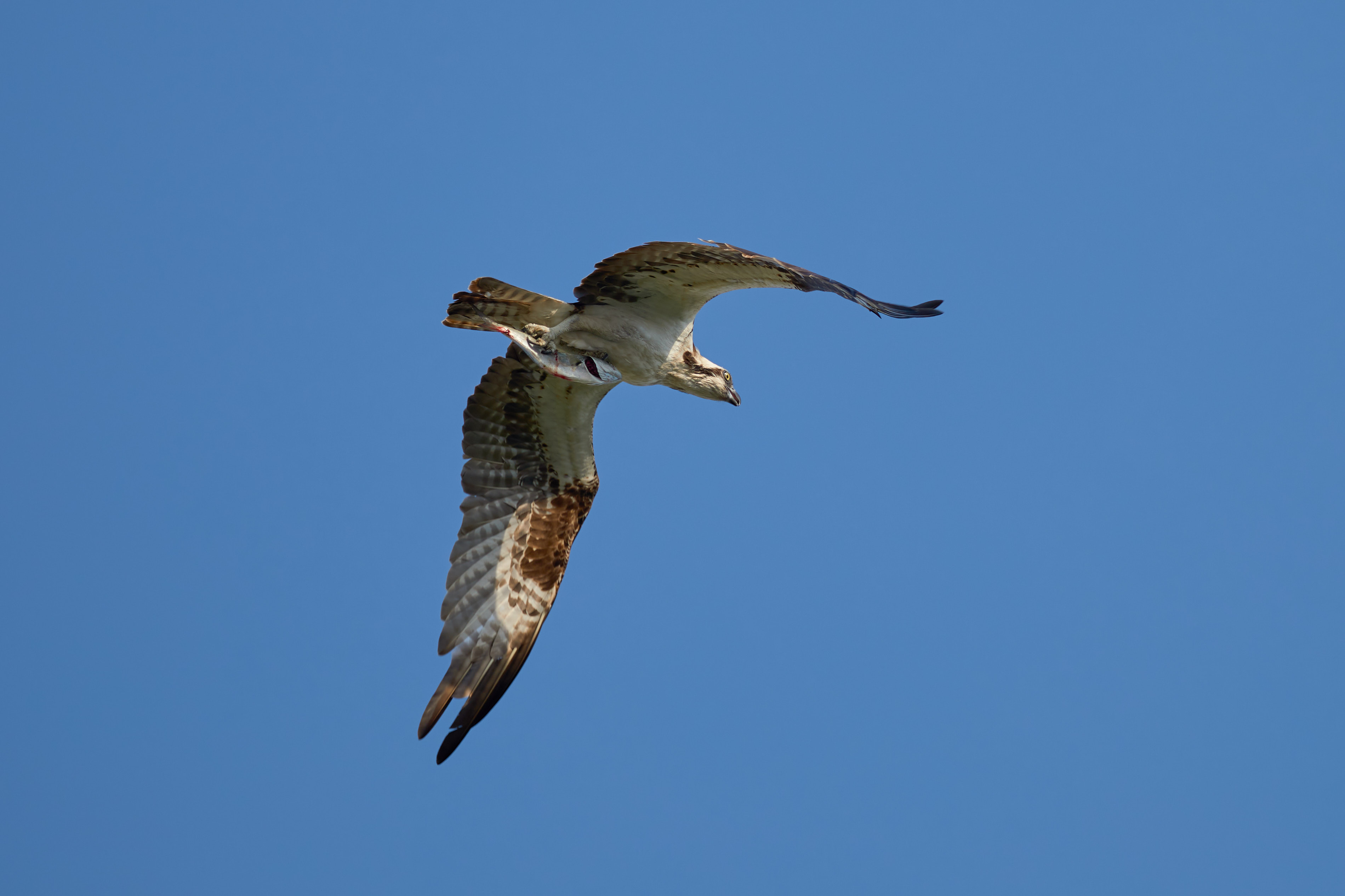 Osprey flying away, fish clutched in its talons.