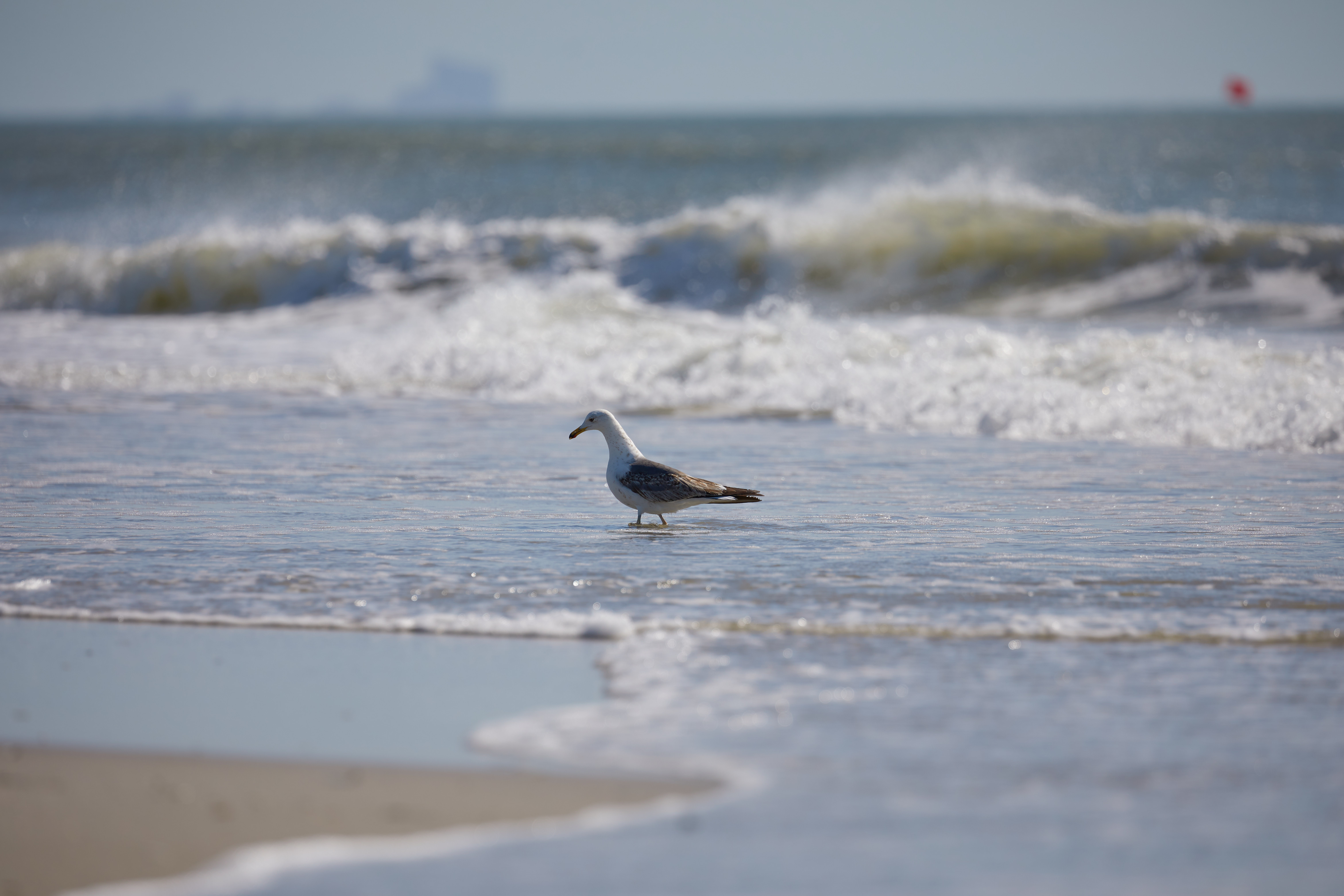 Herring gull standing in surf of ocean.