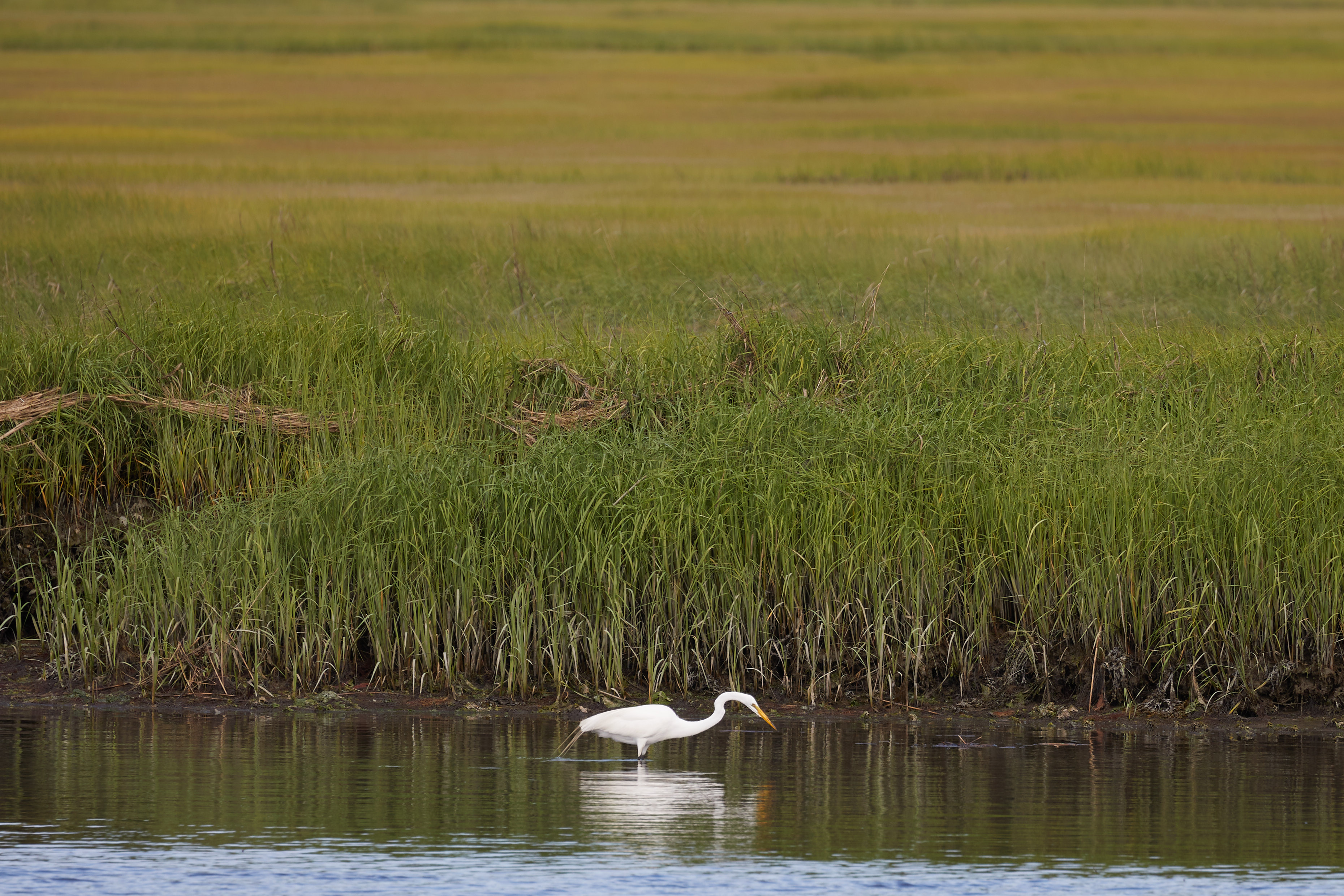 Egret wading in shallow water, with grasses behind it.