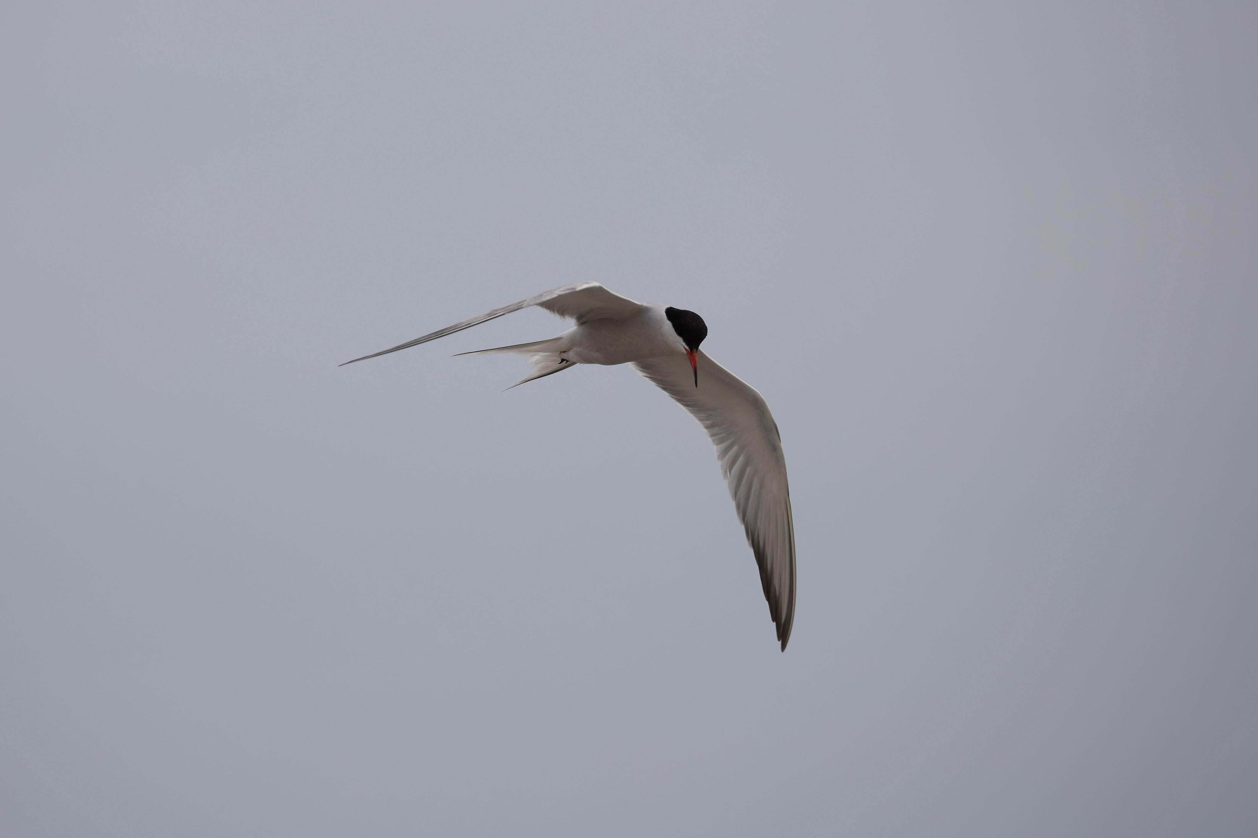 Tern in flight.