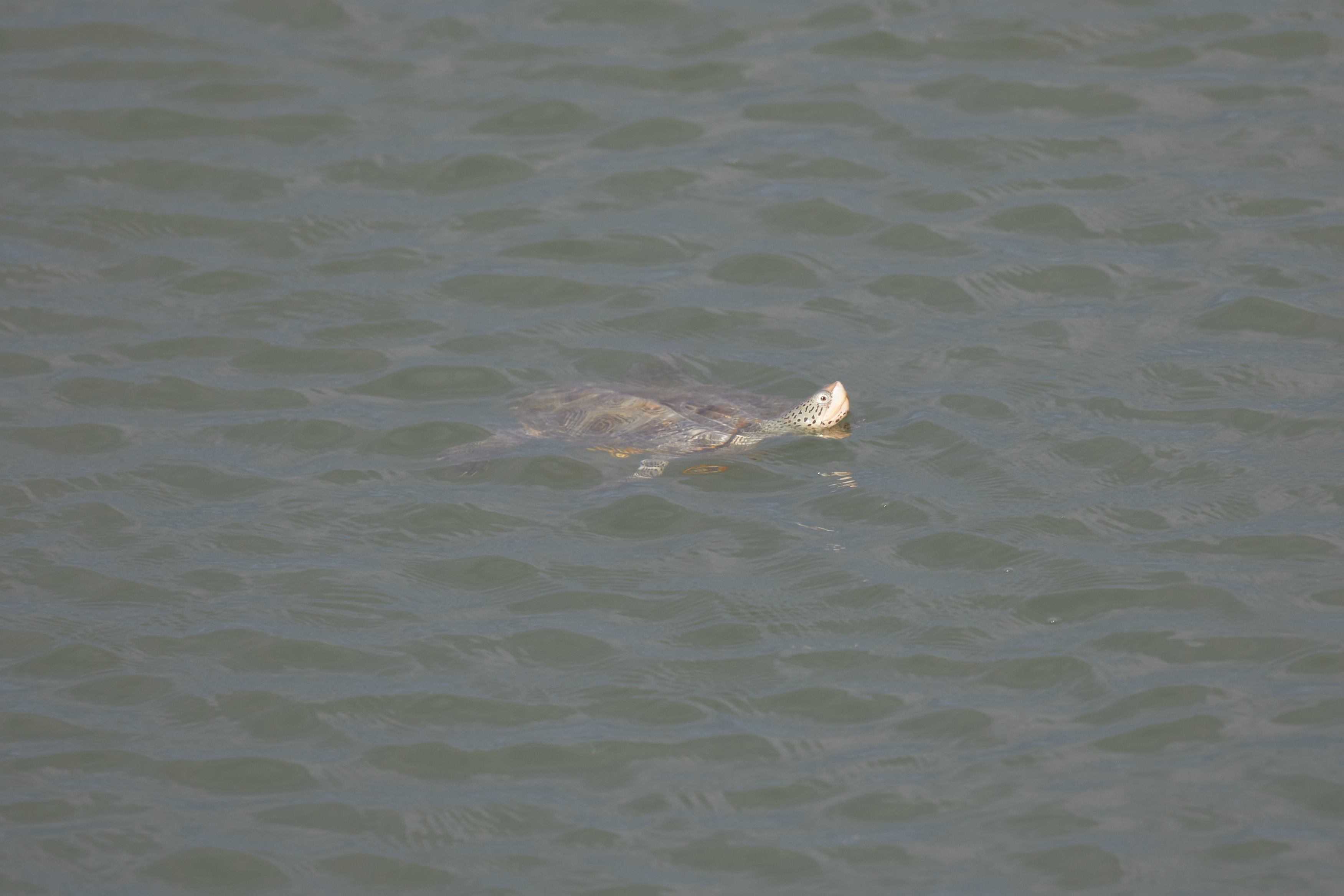 Diamond-backed terrapin floating in water.