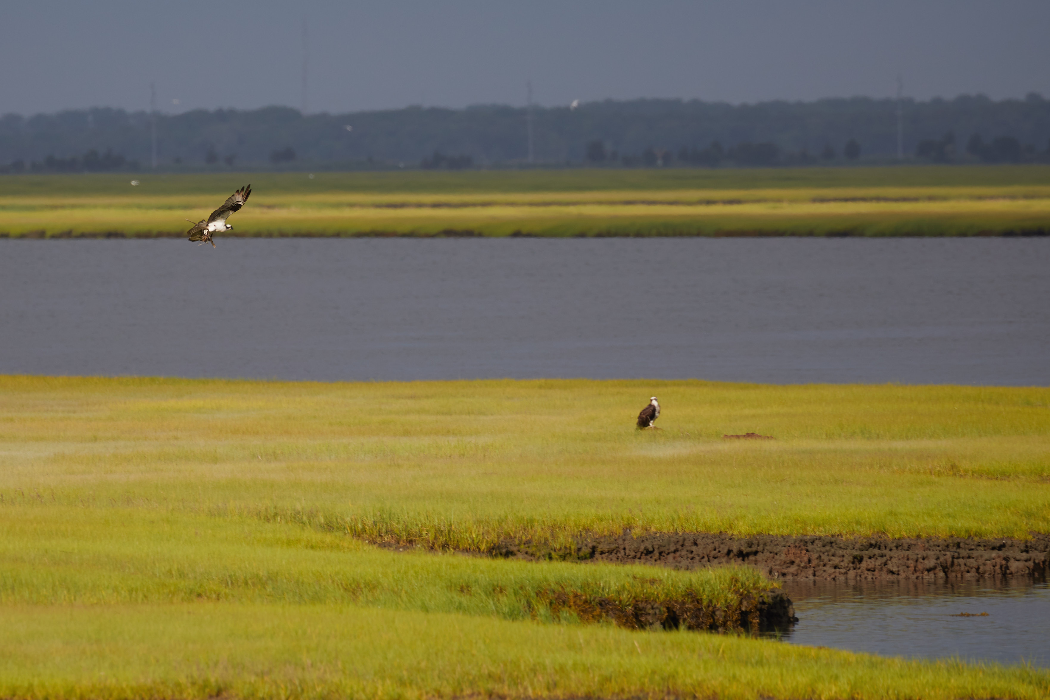 Osprey in flight, with another on grass beneath looking up.