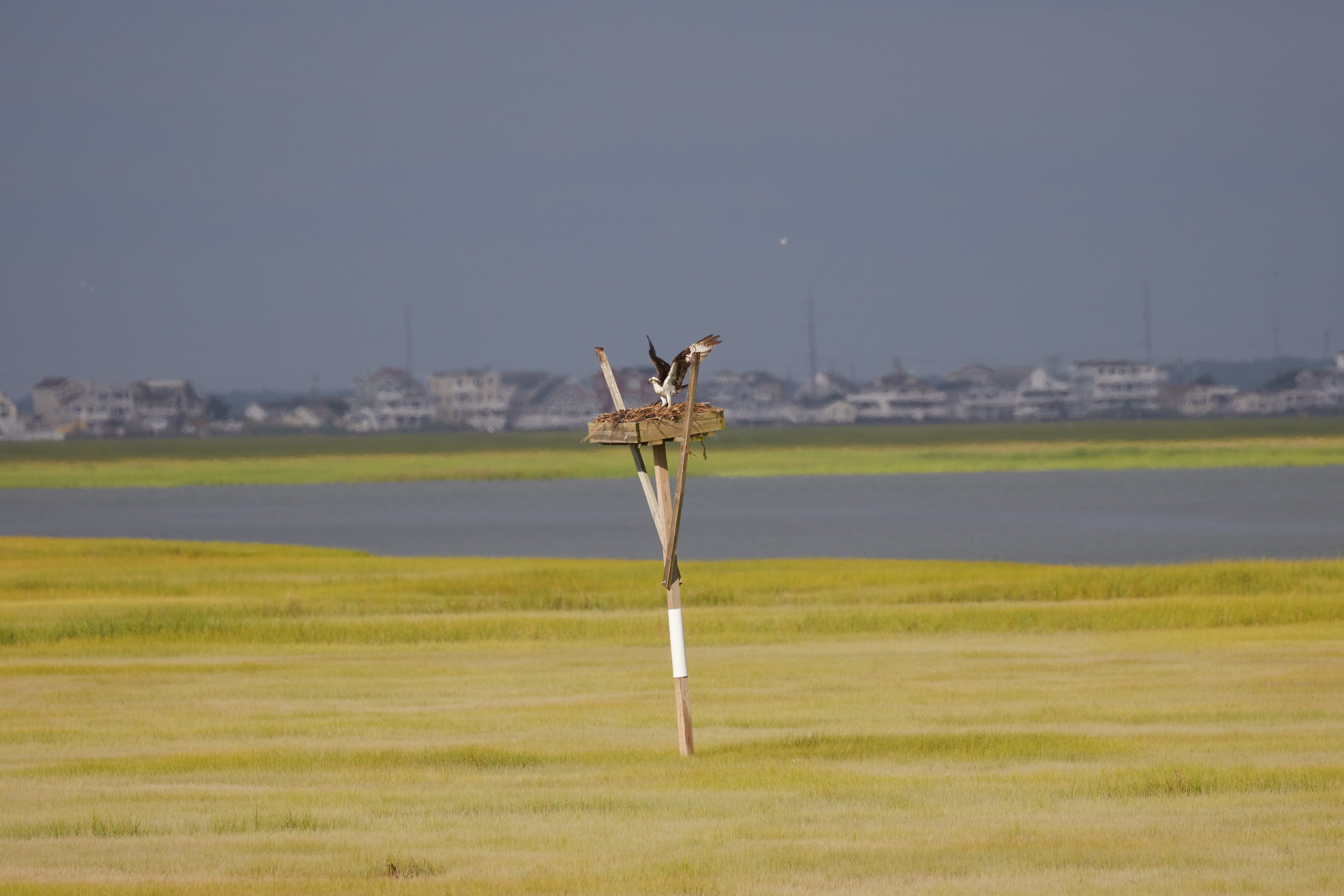 Osprey returning to its nest.