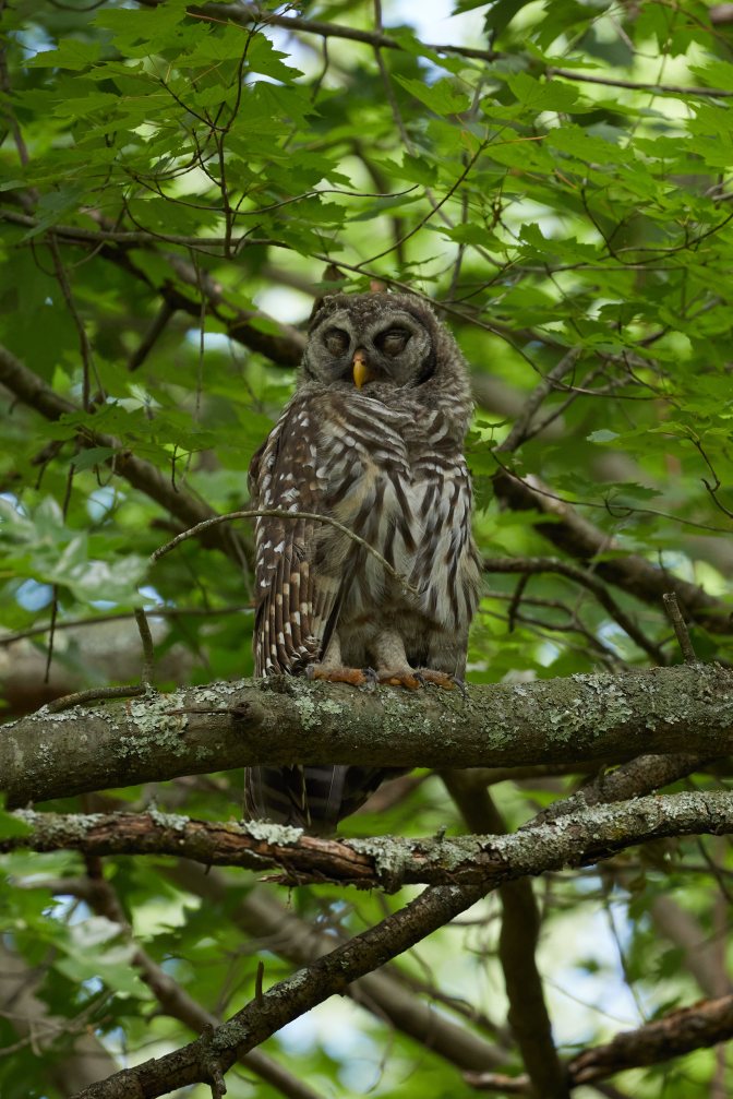 Barred owl in tree.