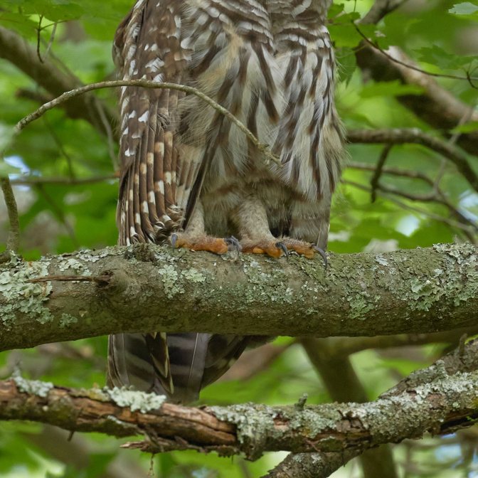 Close-up view of talons of barred owl.